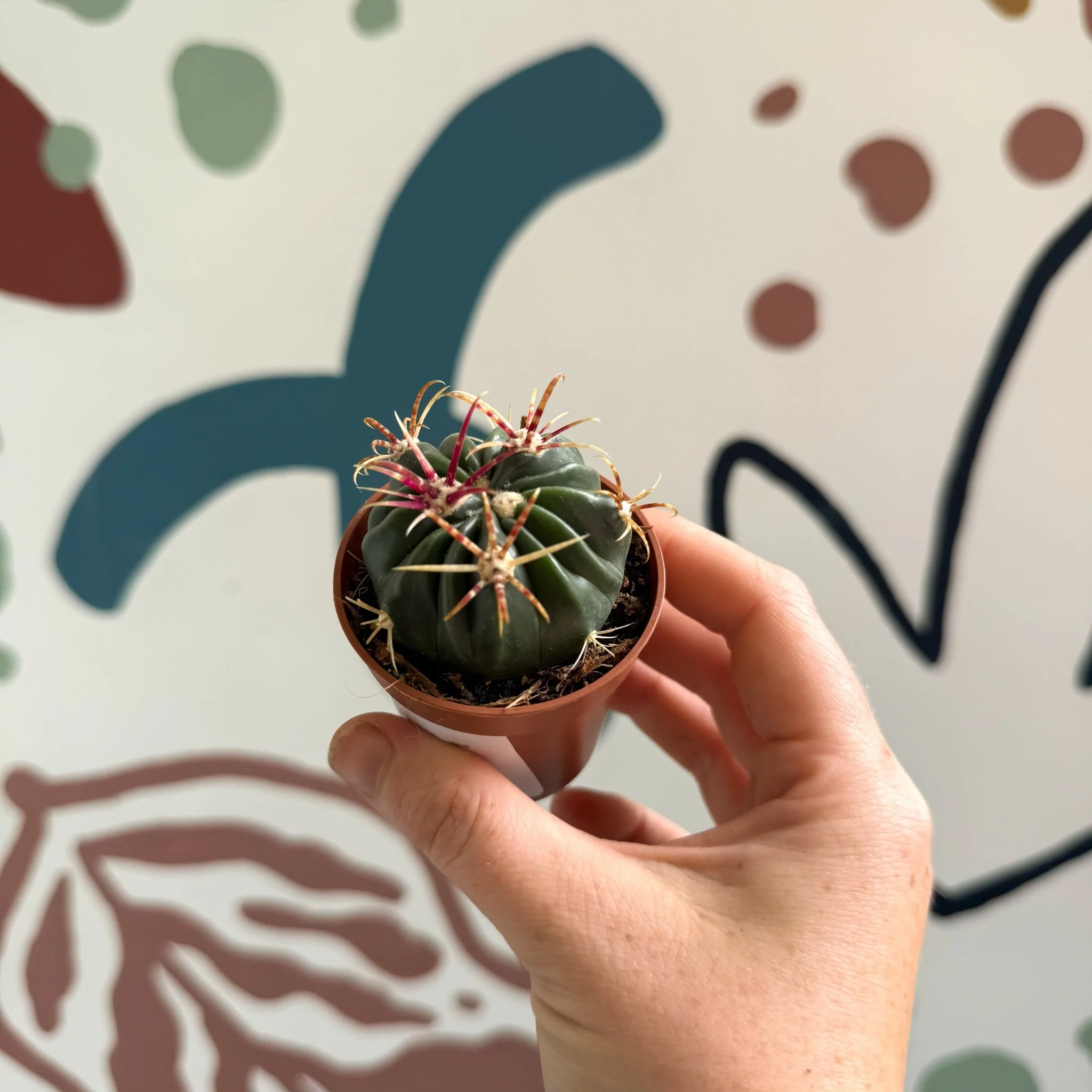 Gymnocalycium pflanzii – Chin Cactus - Image 9
