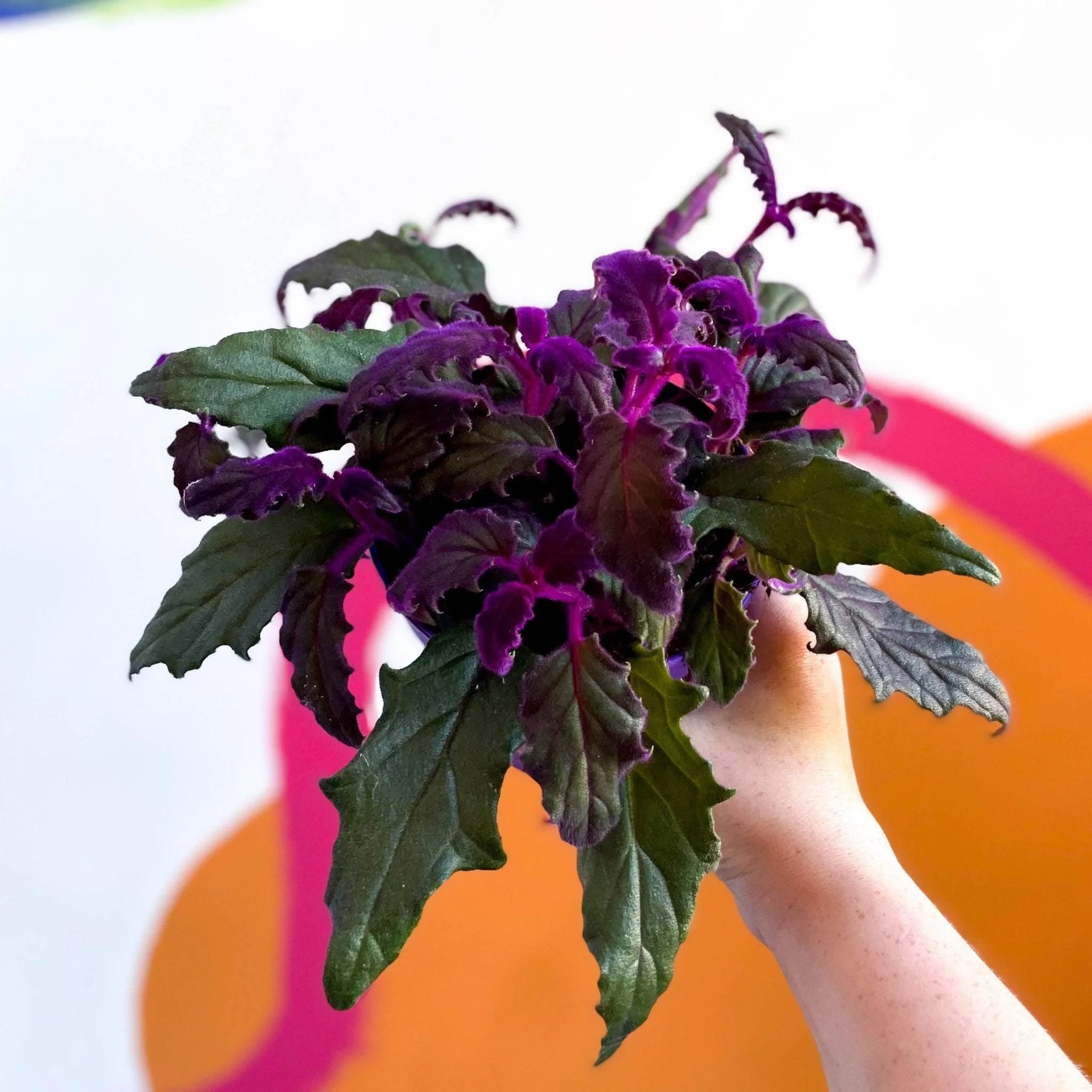 Gynura aurantiaca - Purple Passion Vine