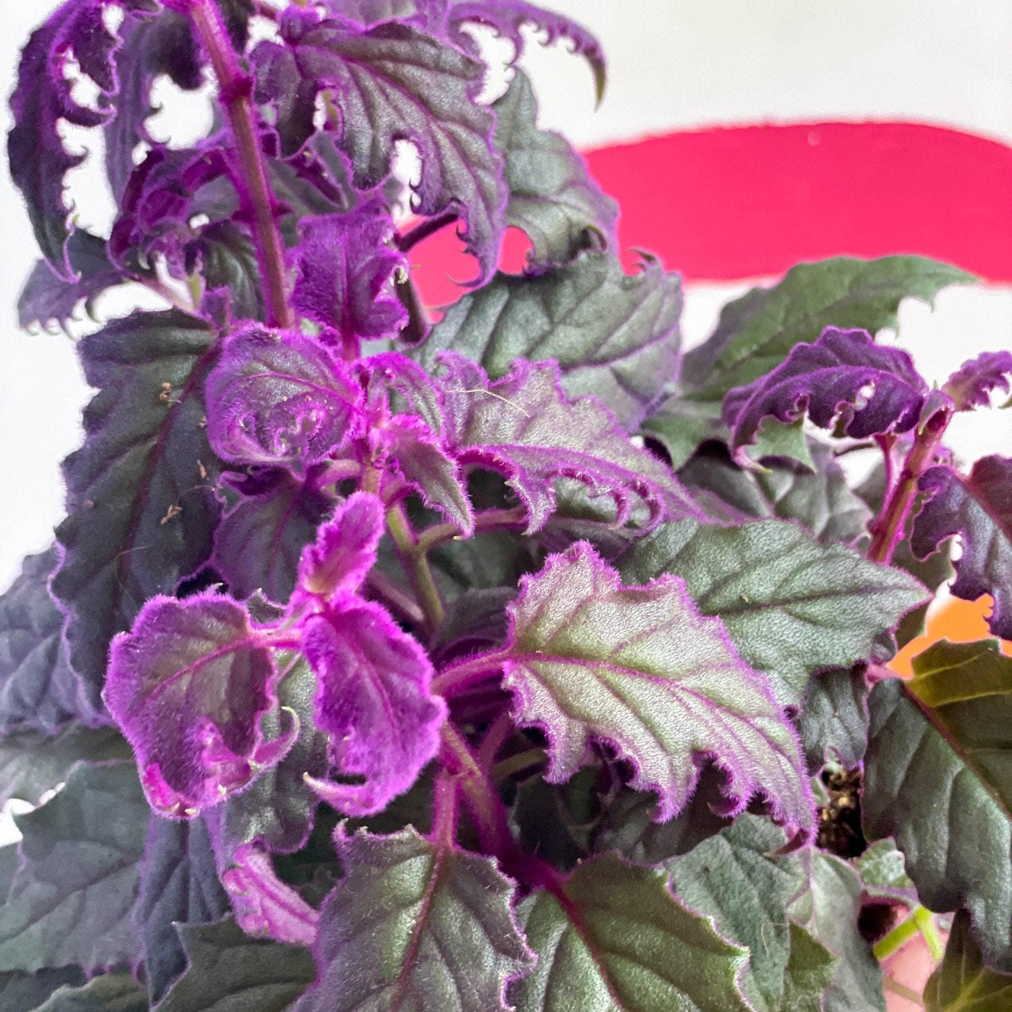 Gynura aurantiaca - Purple Passion Vine - Image 2