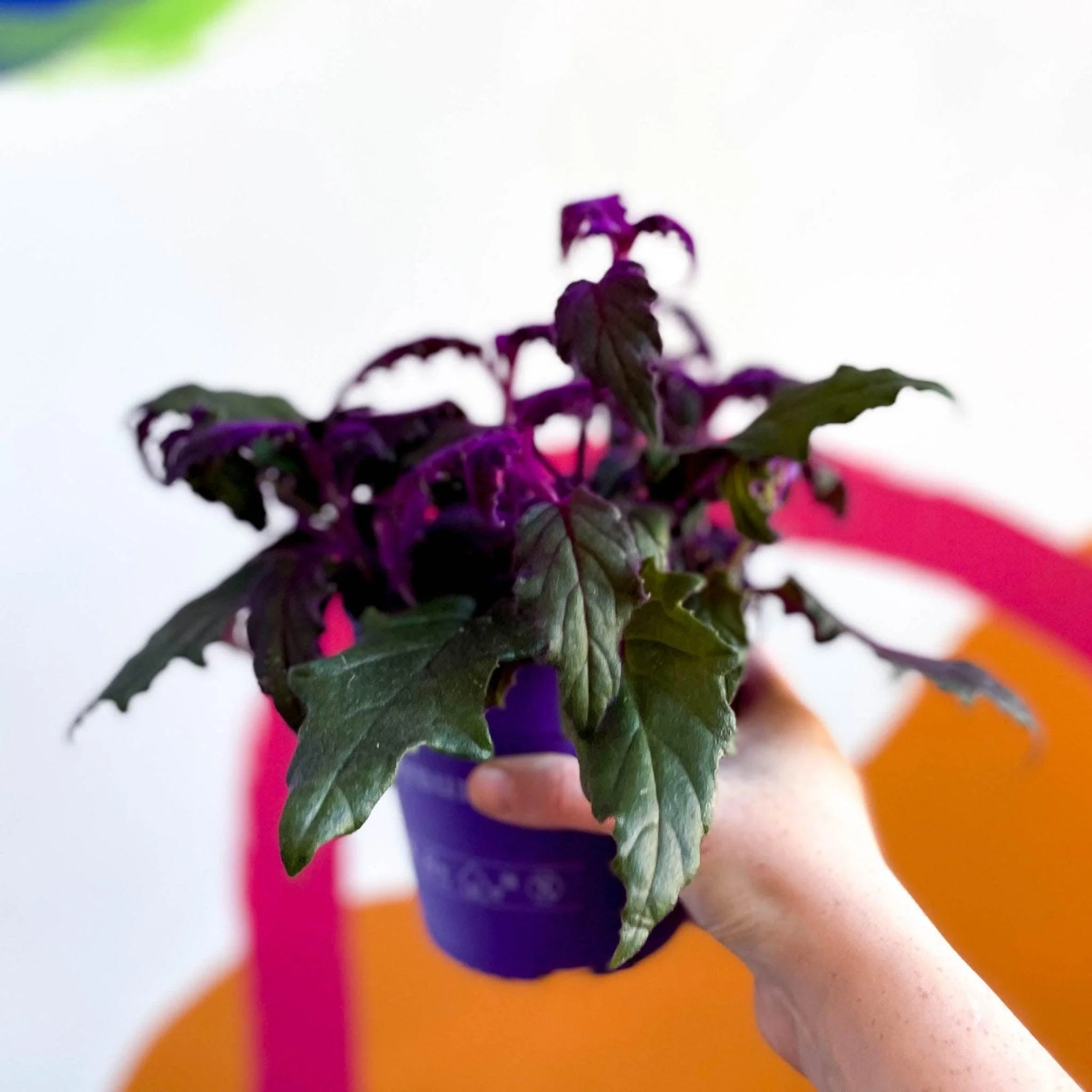Gynura aurantiaca - Purple Passion Vine - Image 3