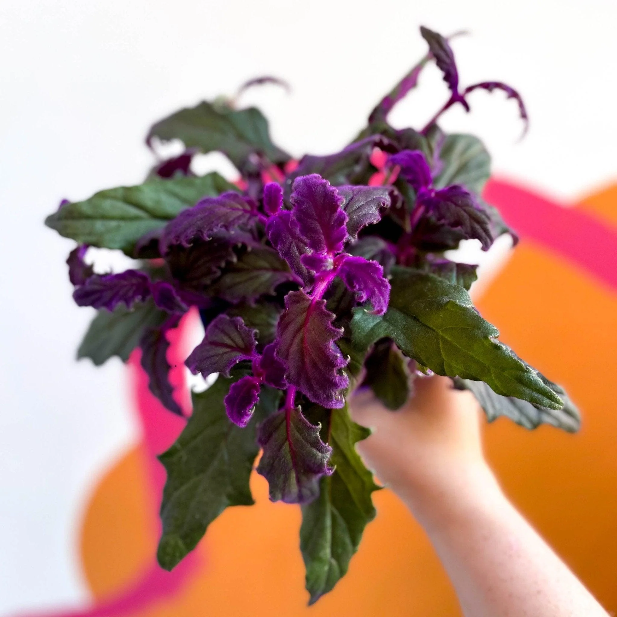 Gynura aurantiaca - Purple Passion Vine - Image 4