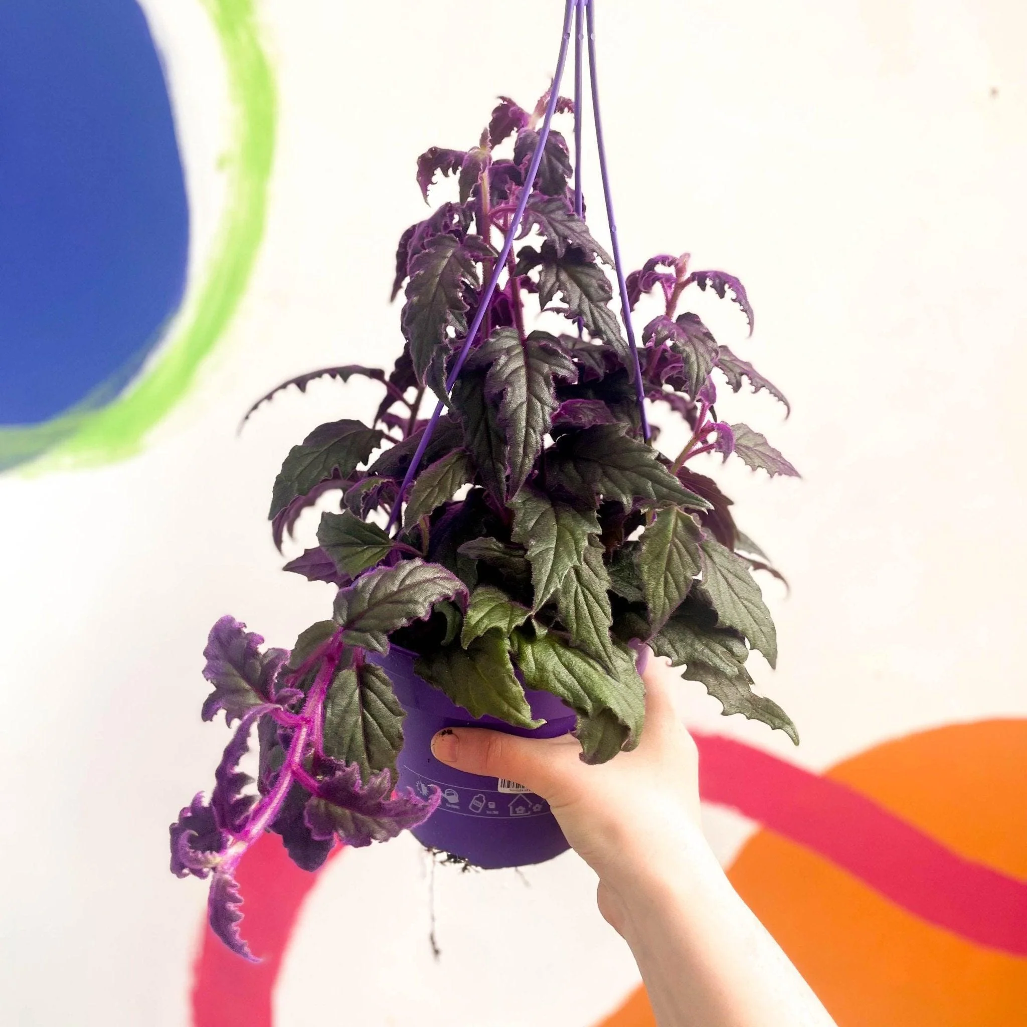 Gynura aurantiaca - Purple Passion Vine - Image 8