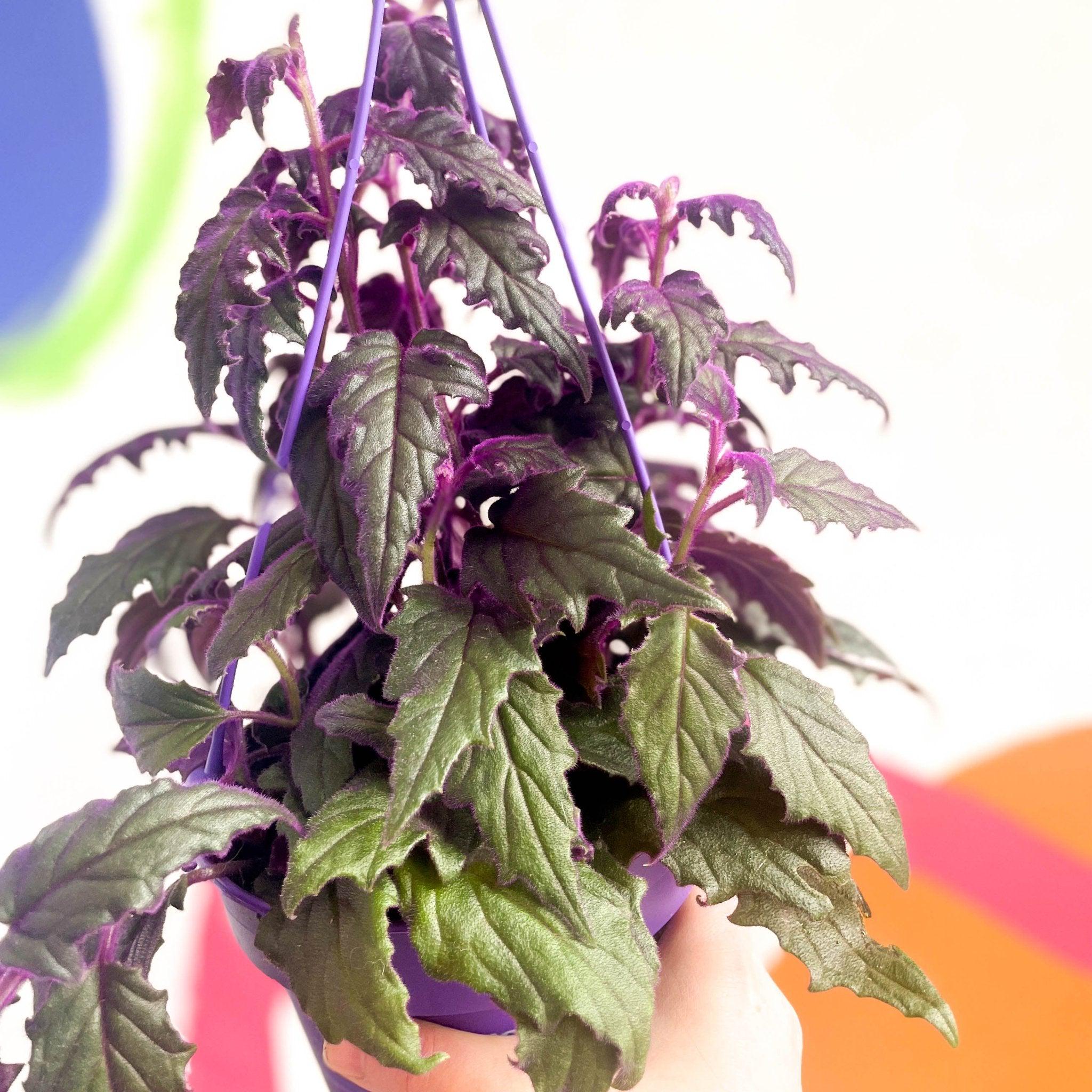 Gynura aurantiaca - Purple Passion Vine - Image 9
