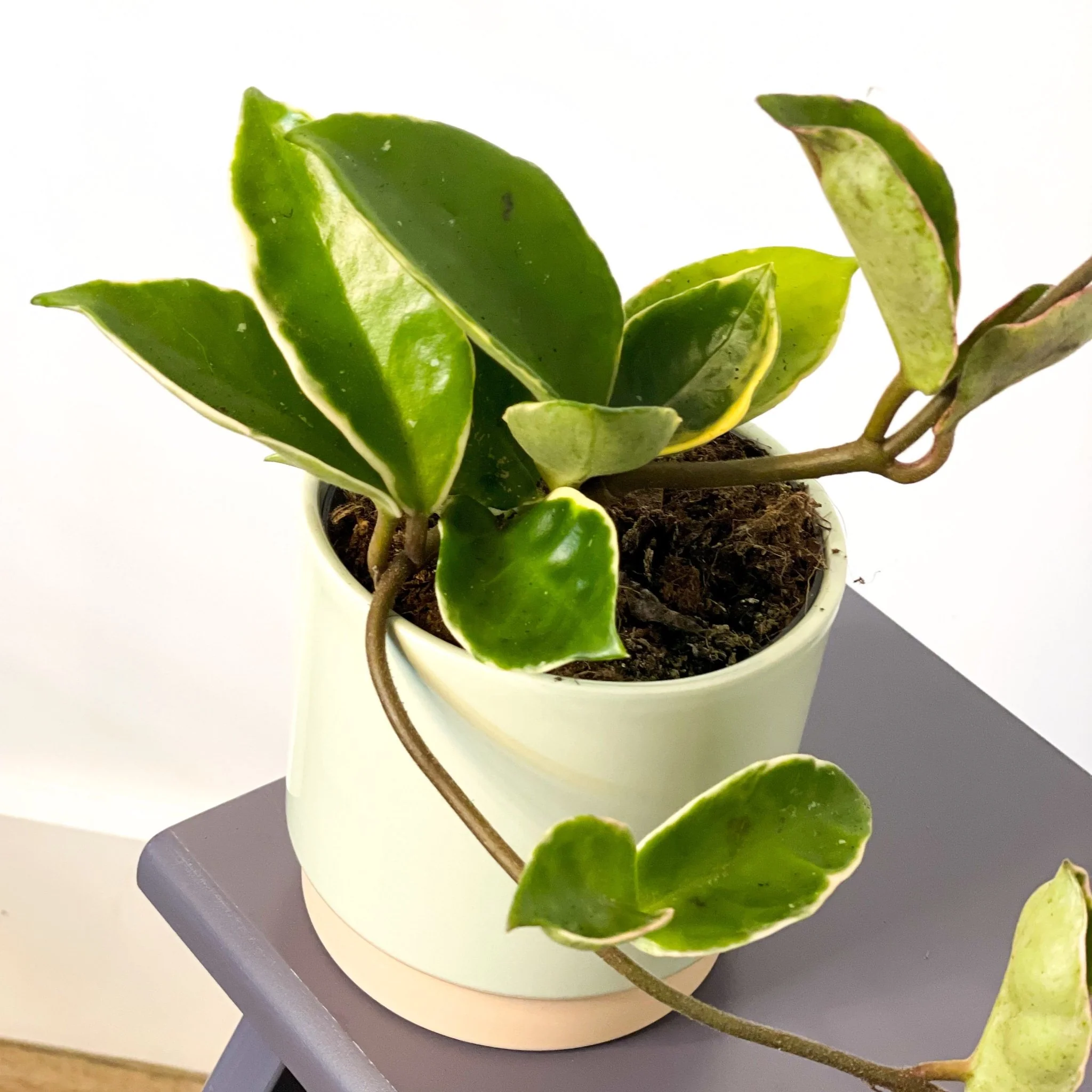 Hoya carnosa 'Albomarginata' - Image 3