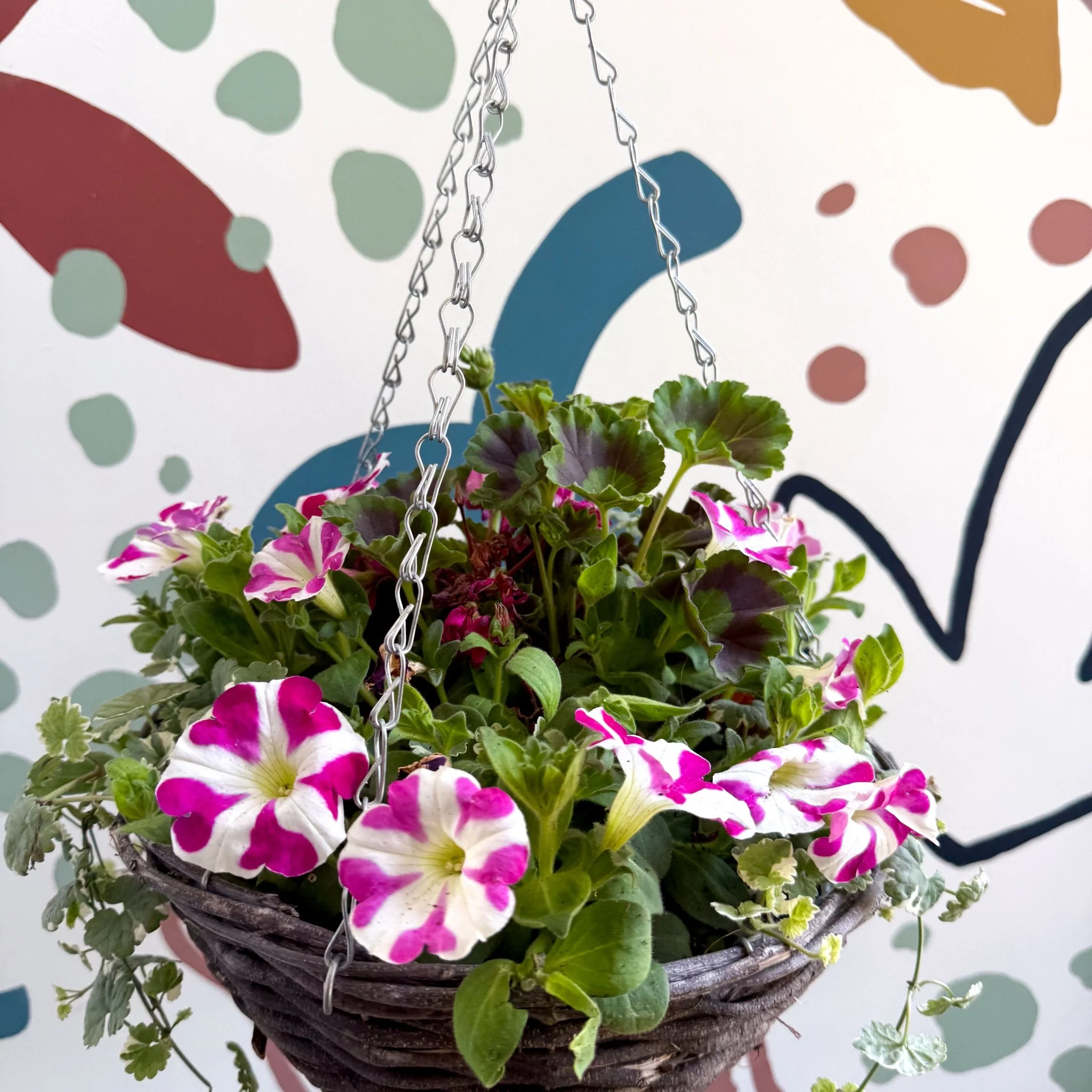 Hanging Basket - British Grown & Made [One of a Kind] - Image 3