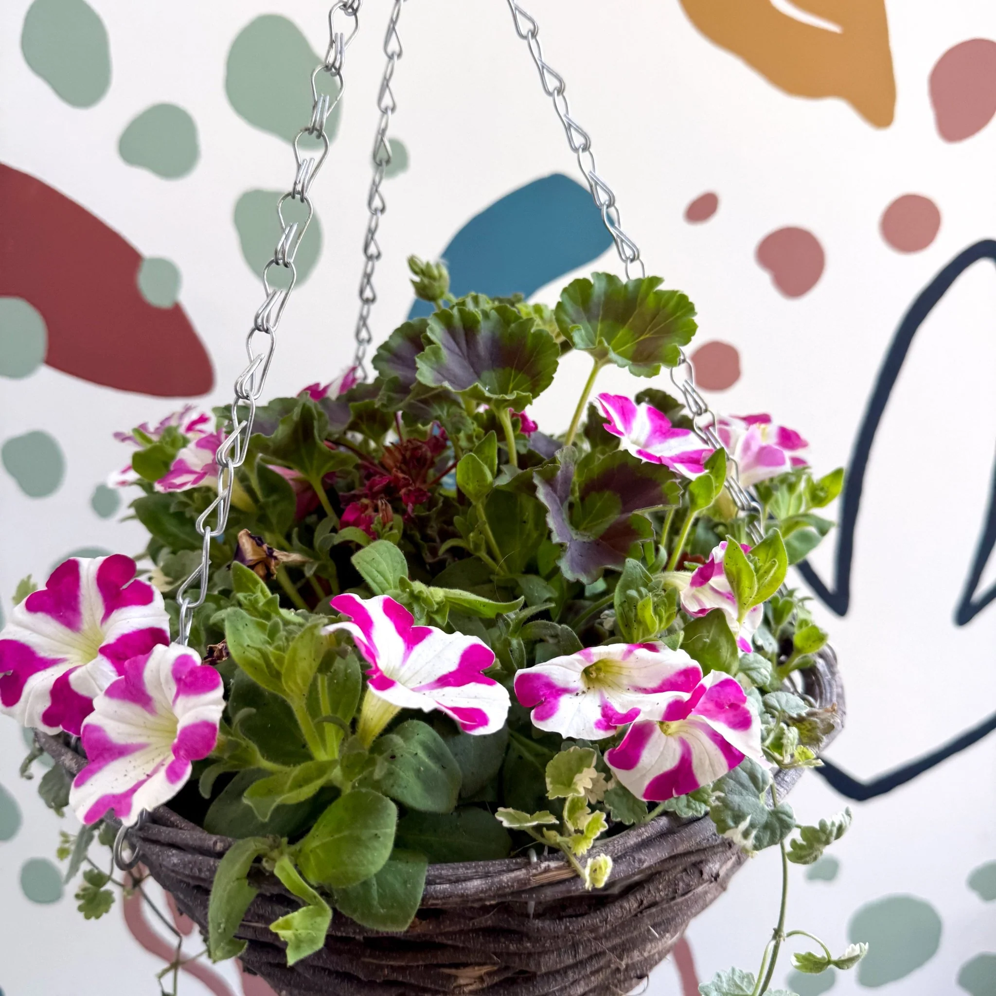 Hanging Basket - British Grown & Made [One of a Kind] - Image 4
