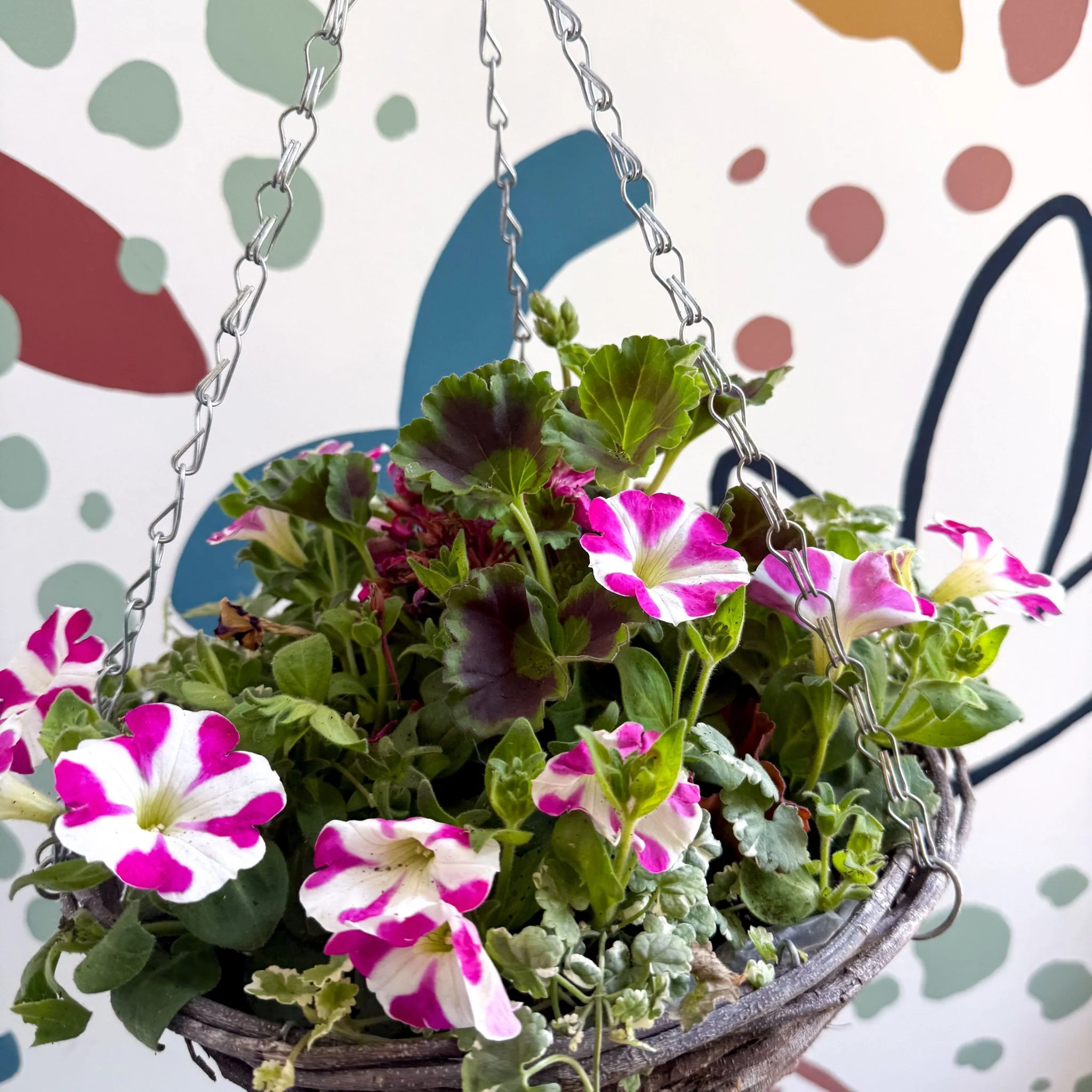 Hanging Basket - British Grown & Made [One of a Kind] - Image 5