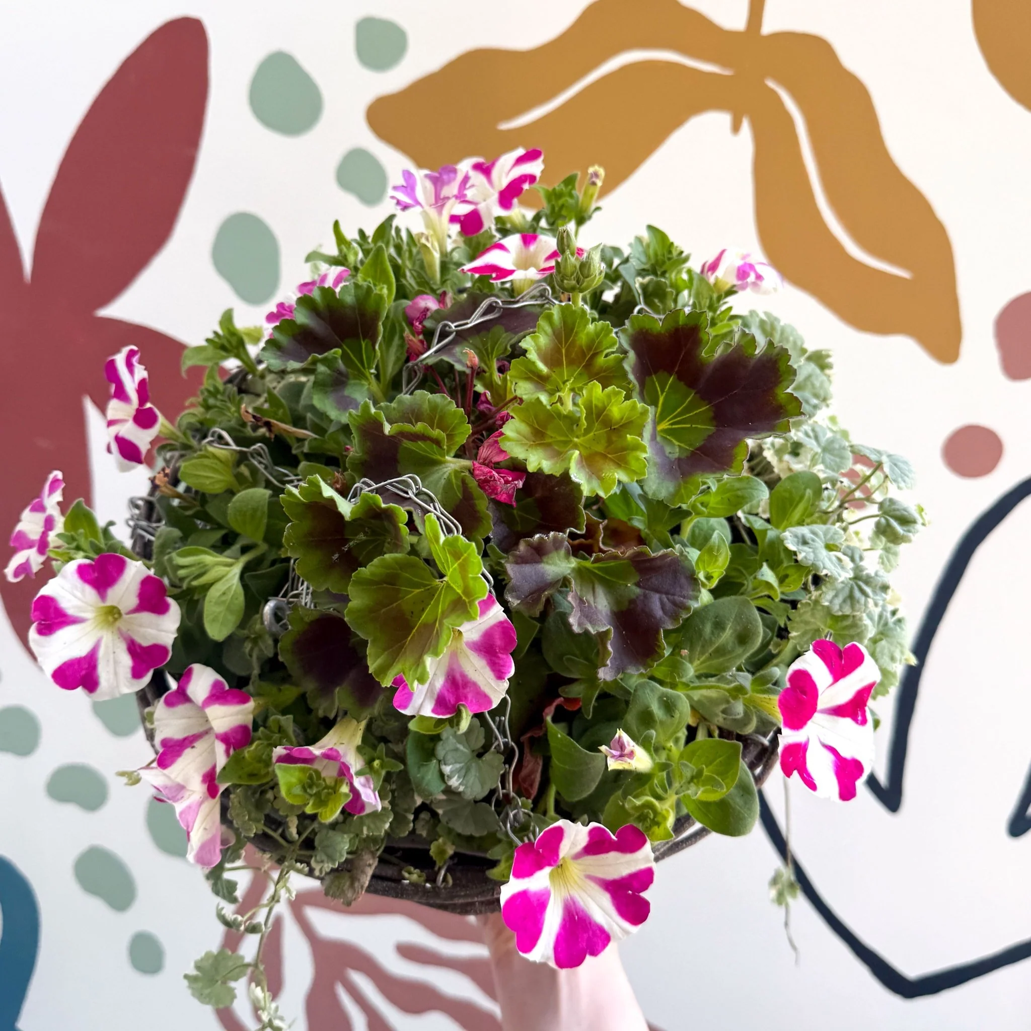 Hanging Basket - British Grown & Made [One of a Kind] - Image 6