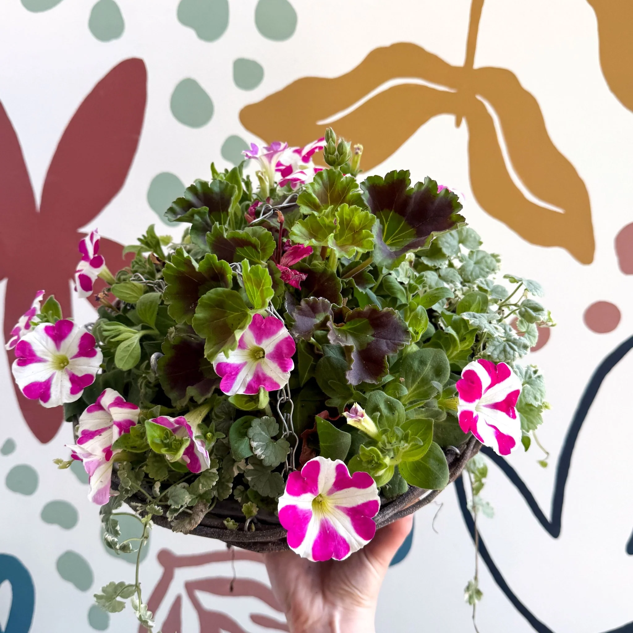 Hanging Basket - British Grown & Made [One of a Kind] - Image 7
