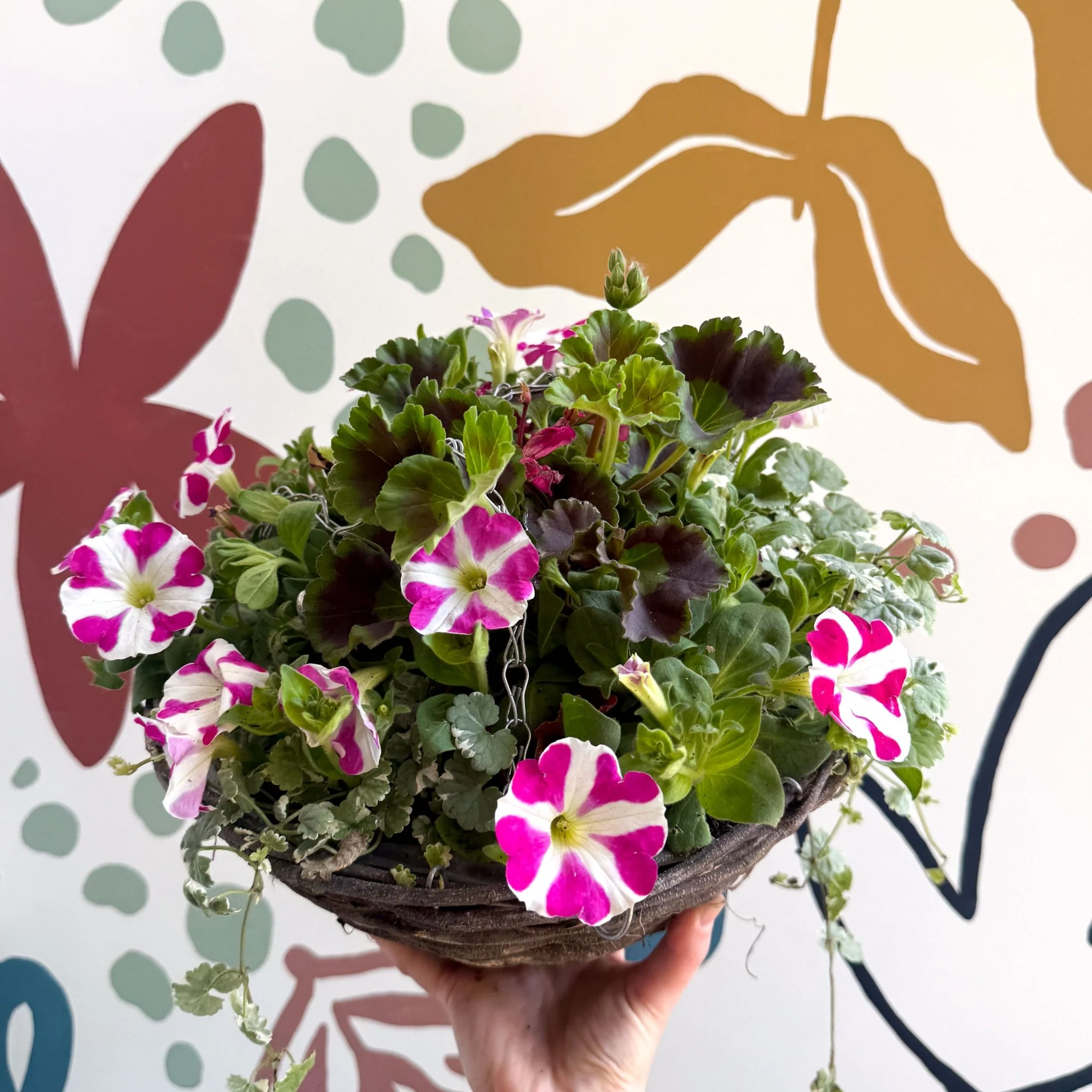 Hanging Basket - British Grown & Made [One of a Kind] - Image 8