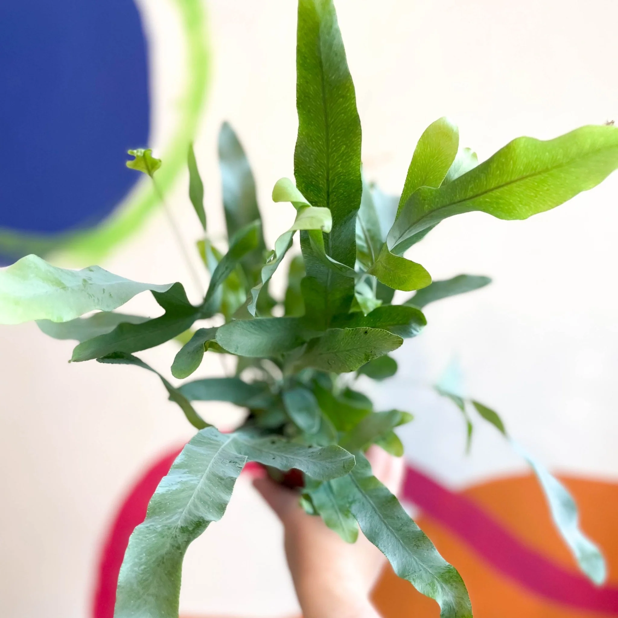 Phlebodium aureum - Blue Star Fern - Image 10