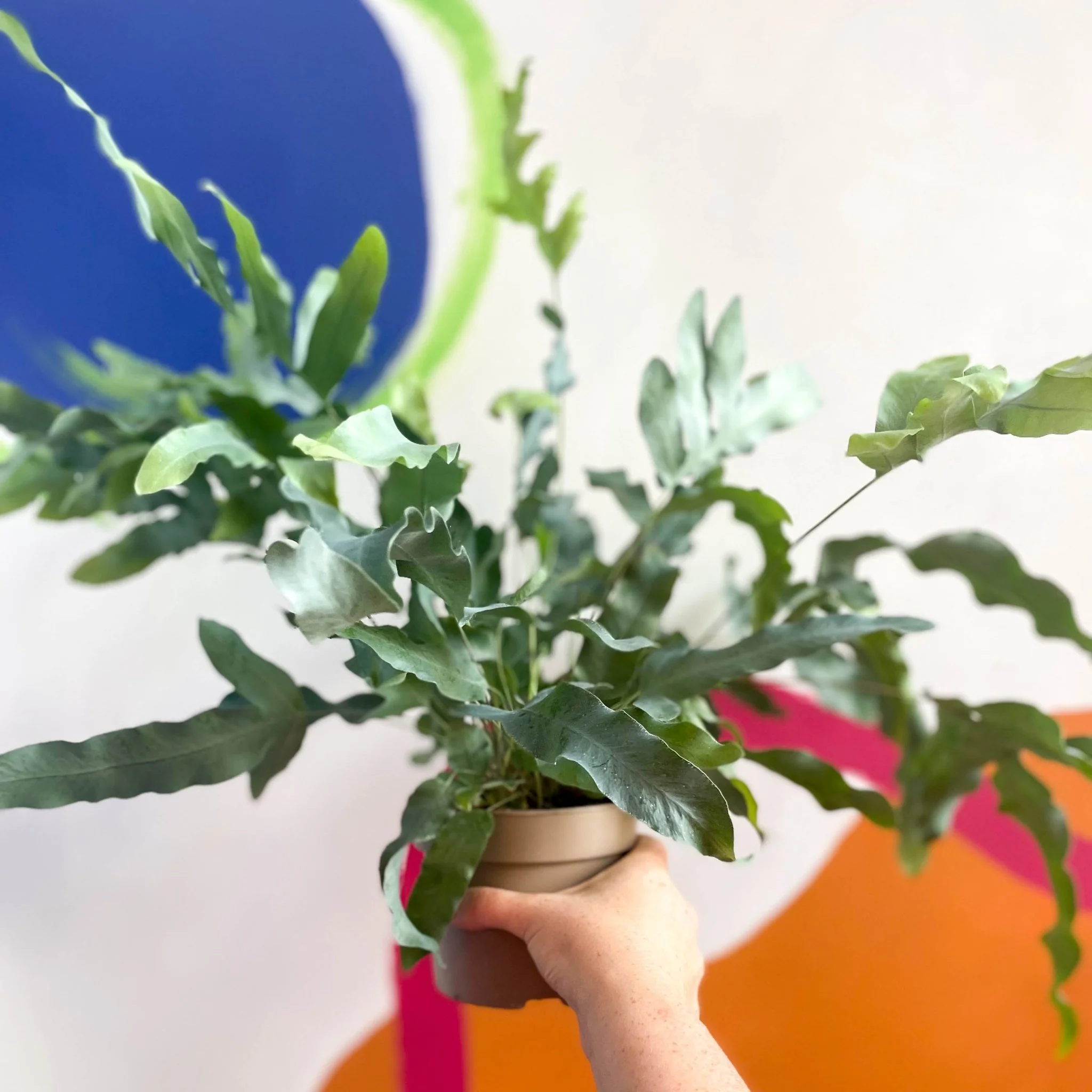 Phlebodium aureum - Blue Star Fern - Image 3