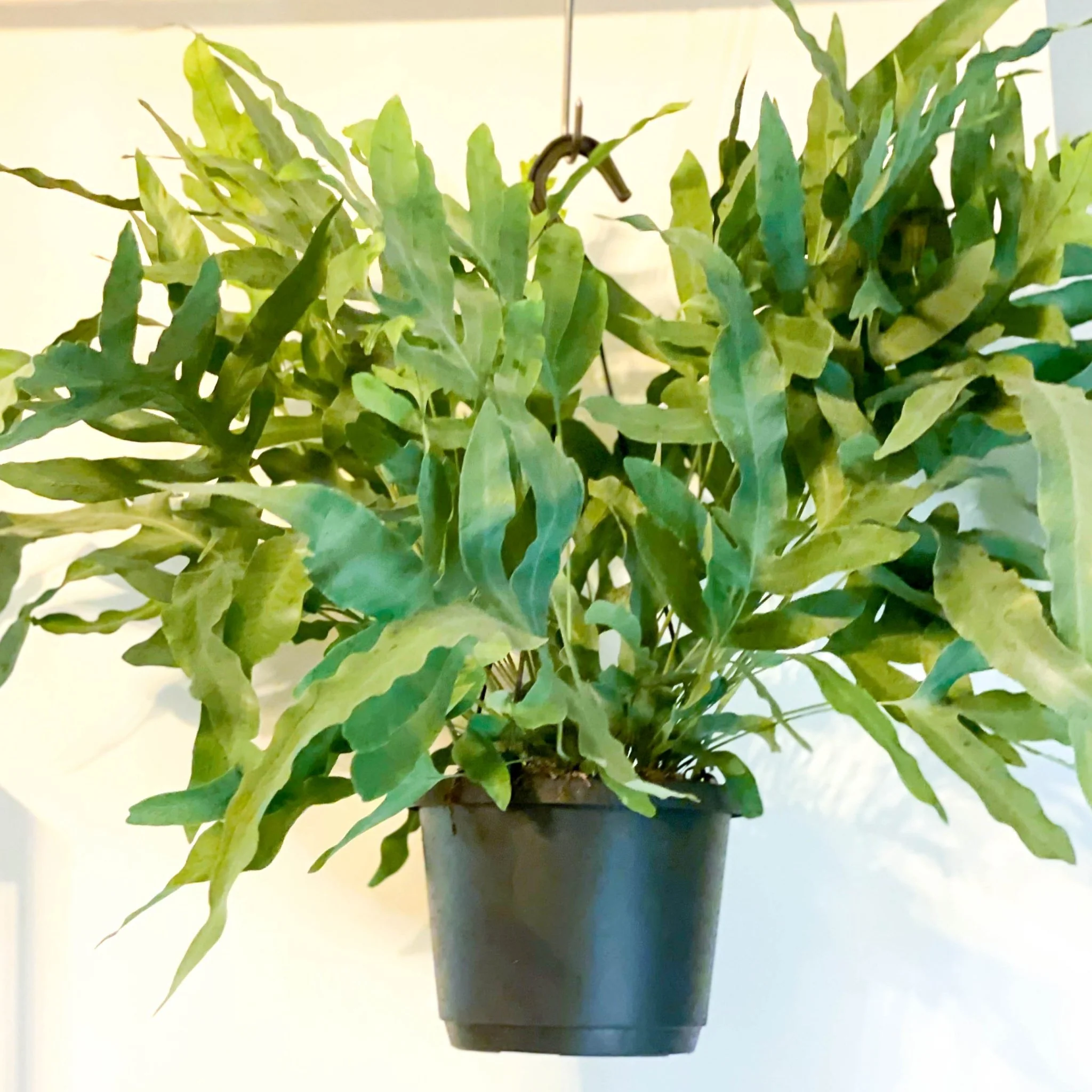 Phlebodium aureum - Blue Star Fern - Image 4