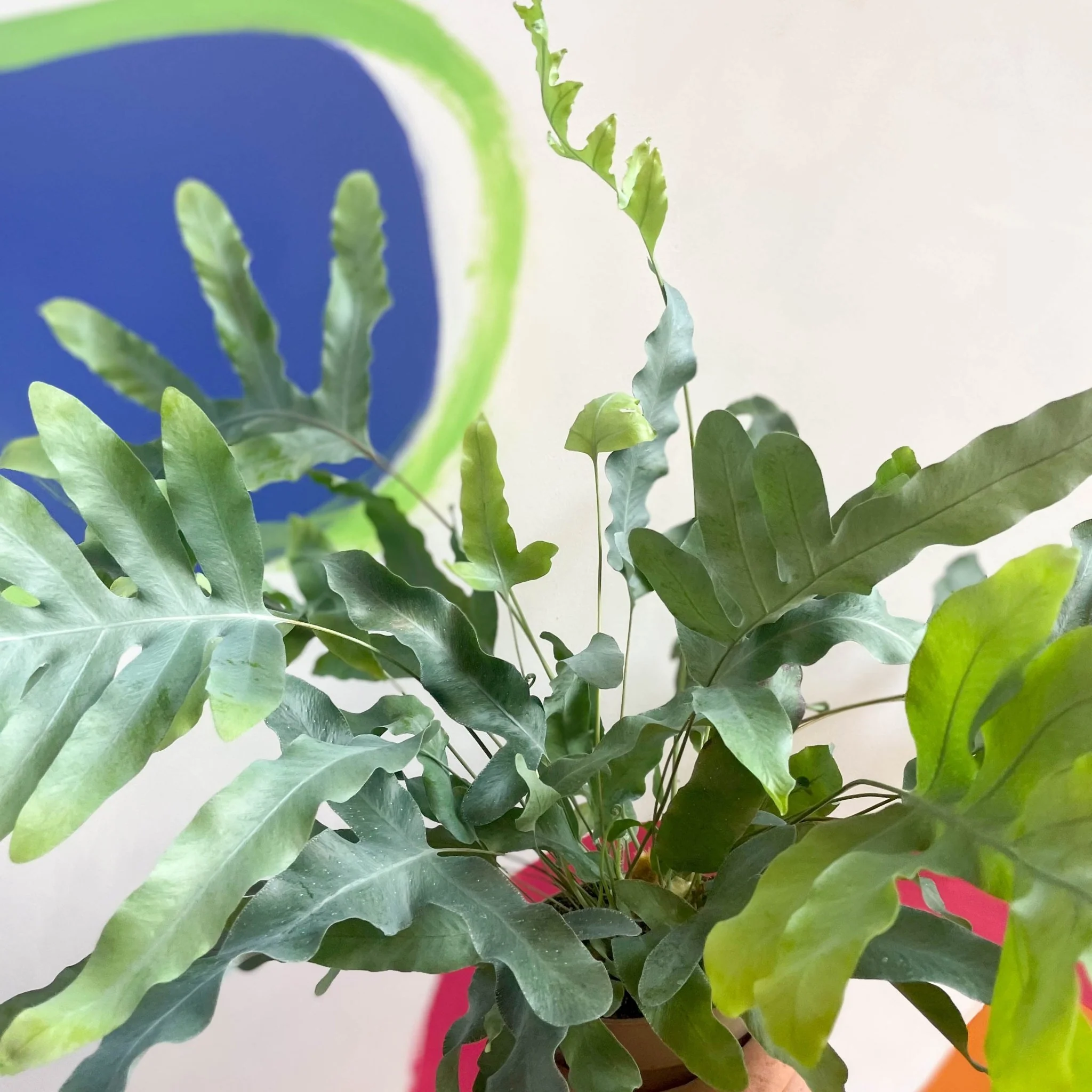 Phlebodium aureum - Blue Star Fern - Image 5
