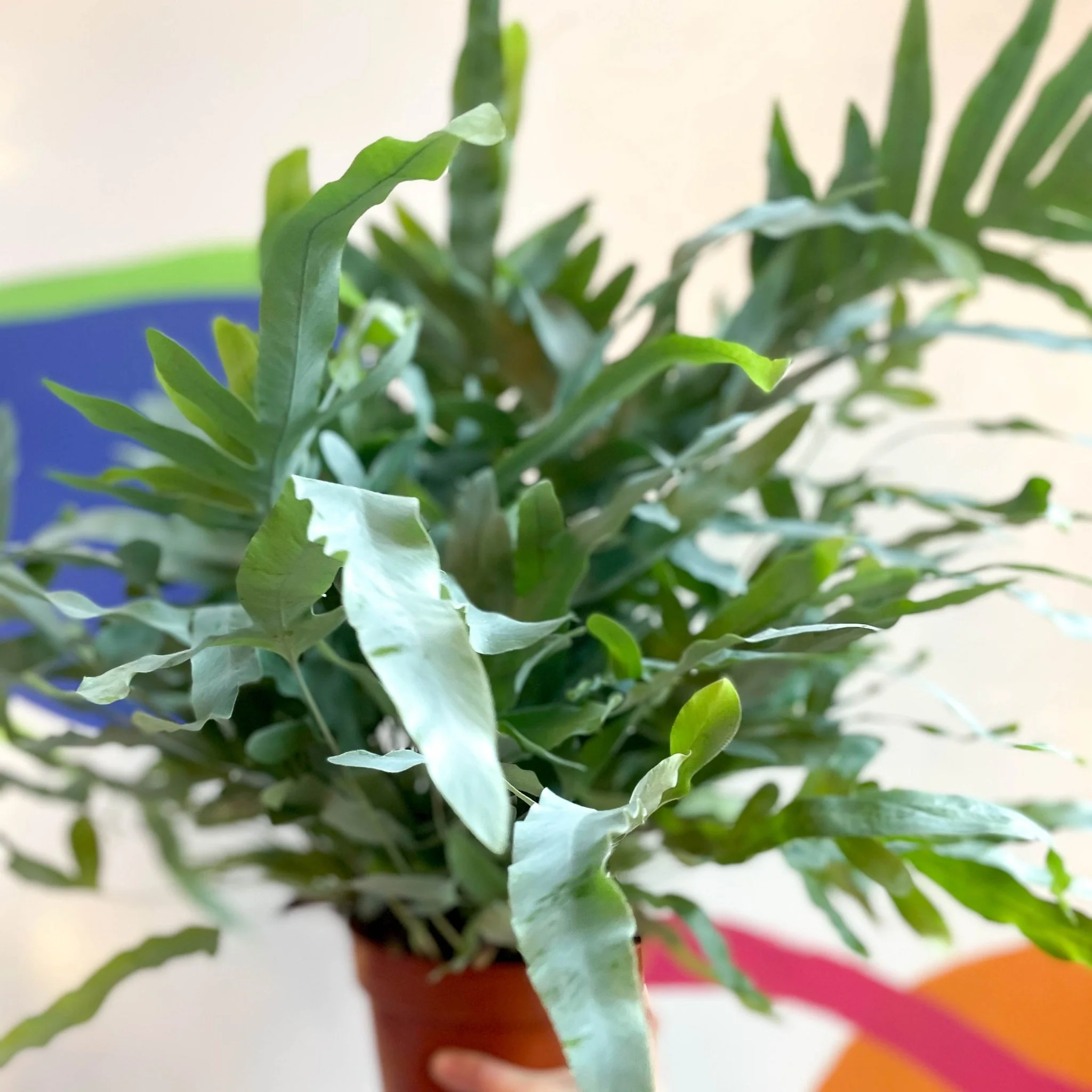 Phlebodium aureum - Blue Star Fern - Image 6