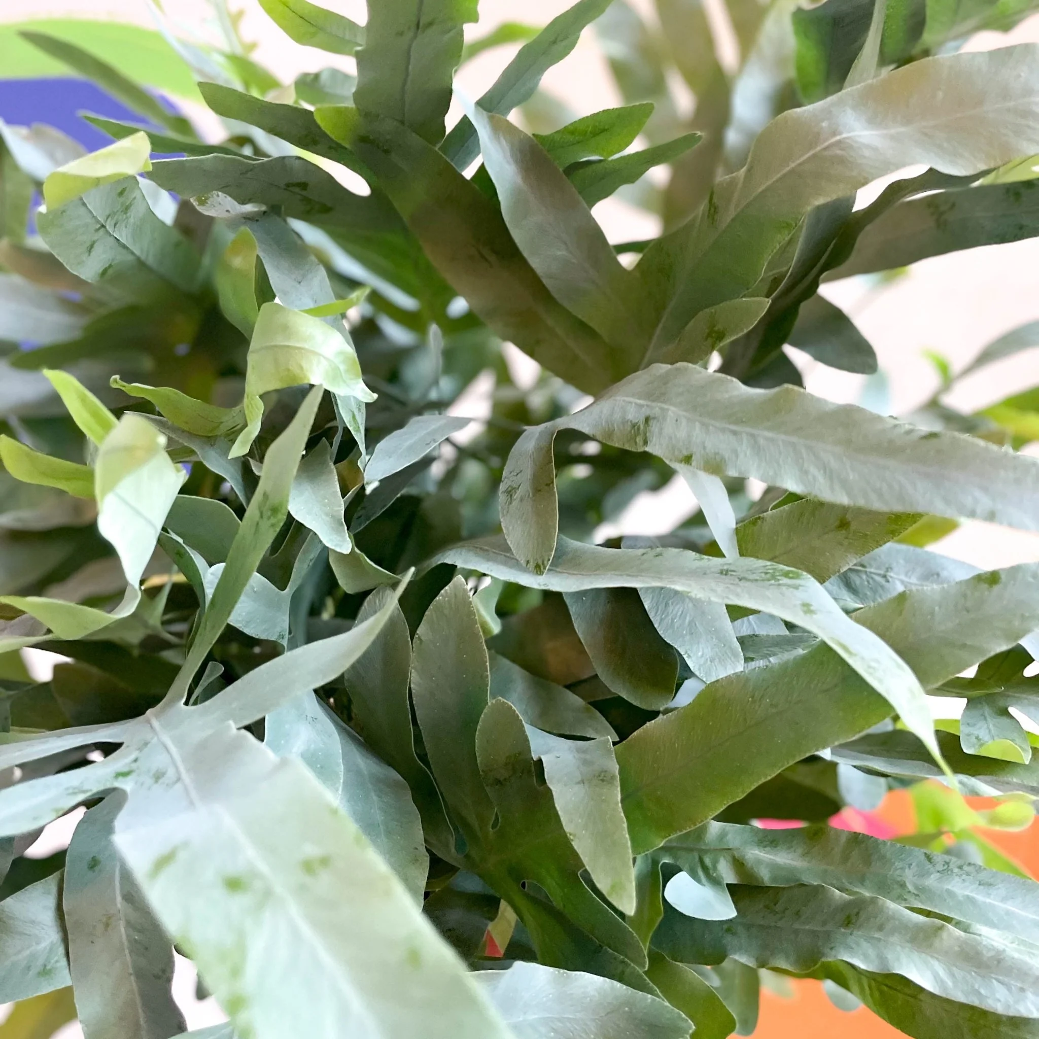 Phlebodium aureum - Blue Star Fern - Image 7