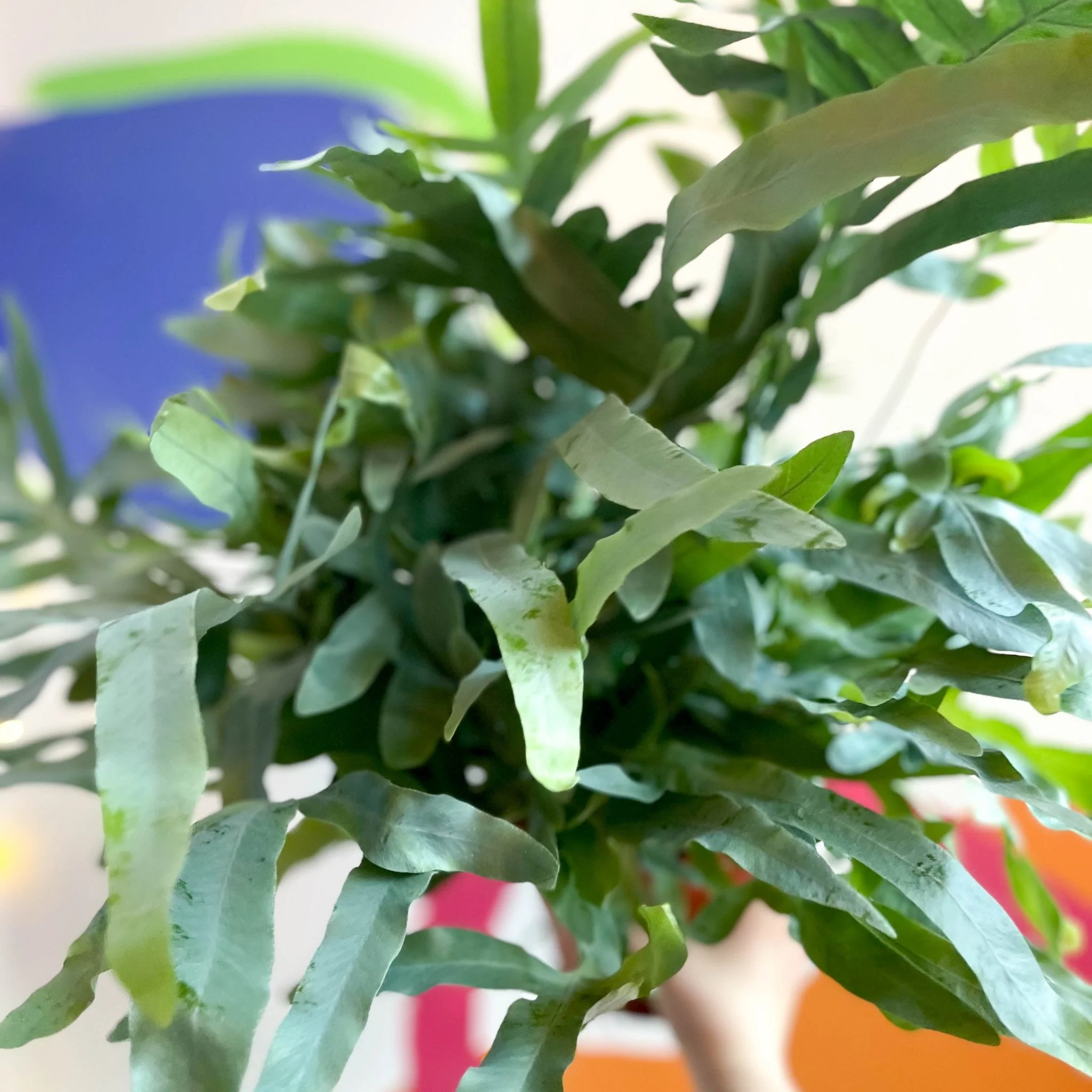 Phlebodium aureum - Blue Star Fern - Image 8