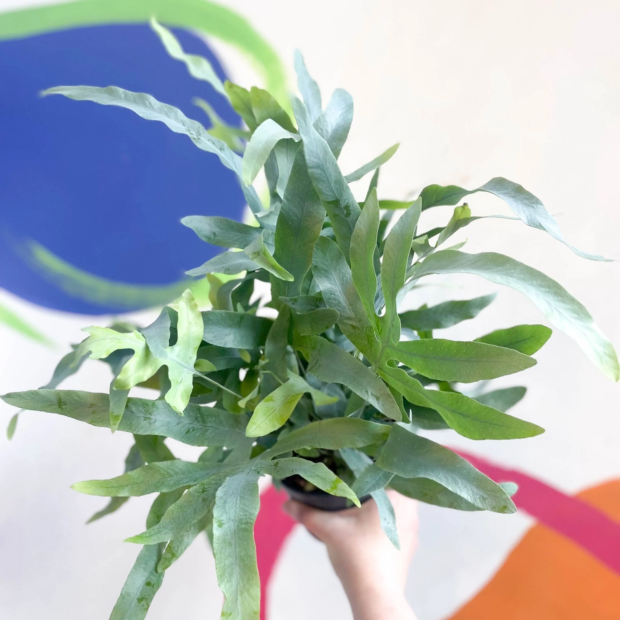 Phlebodium aureum - Blue Star Fern - Image 9