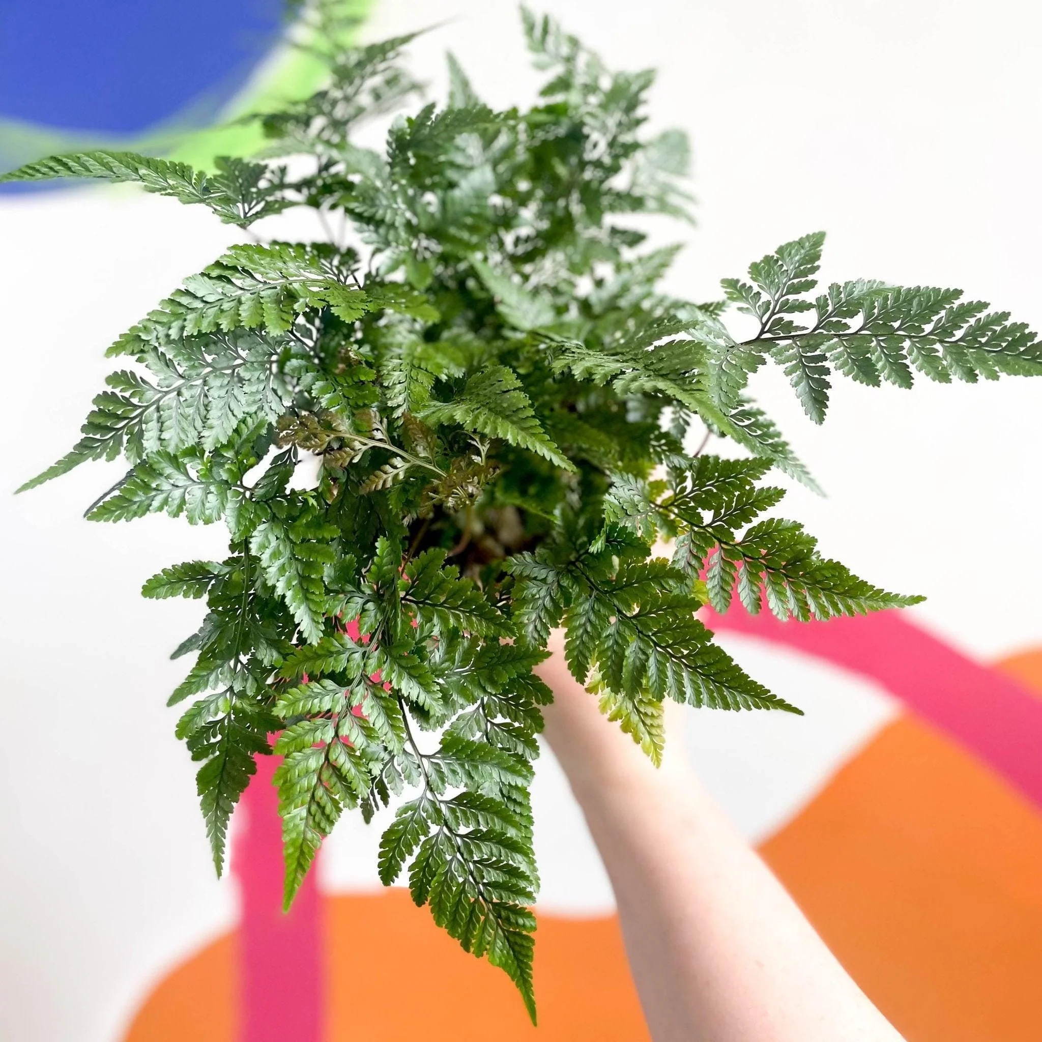 Humata tyermannii - Rabbit Foot Fern - Image 2