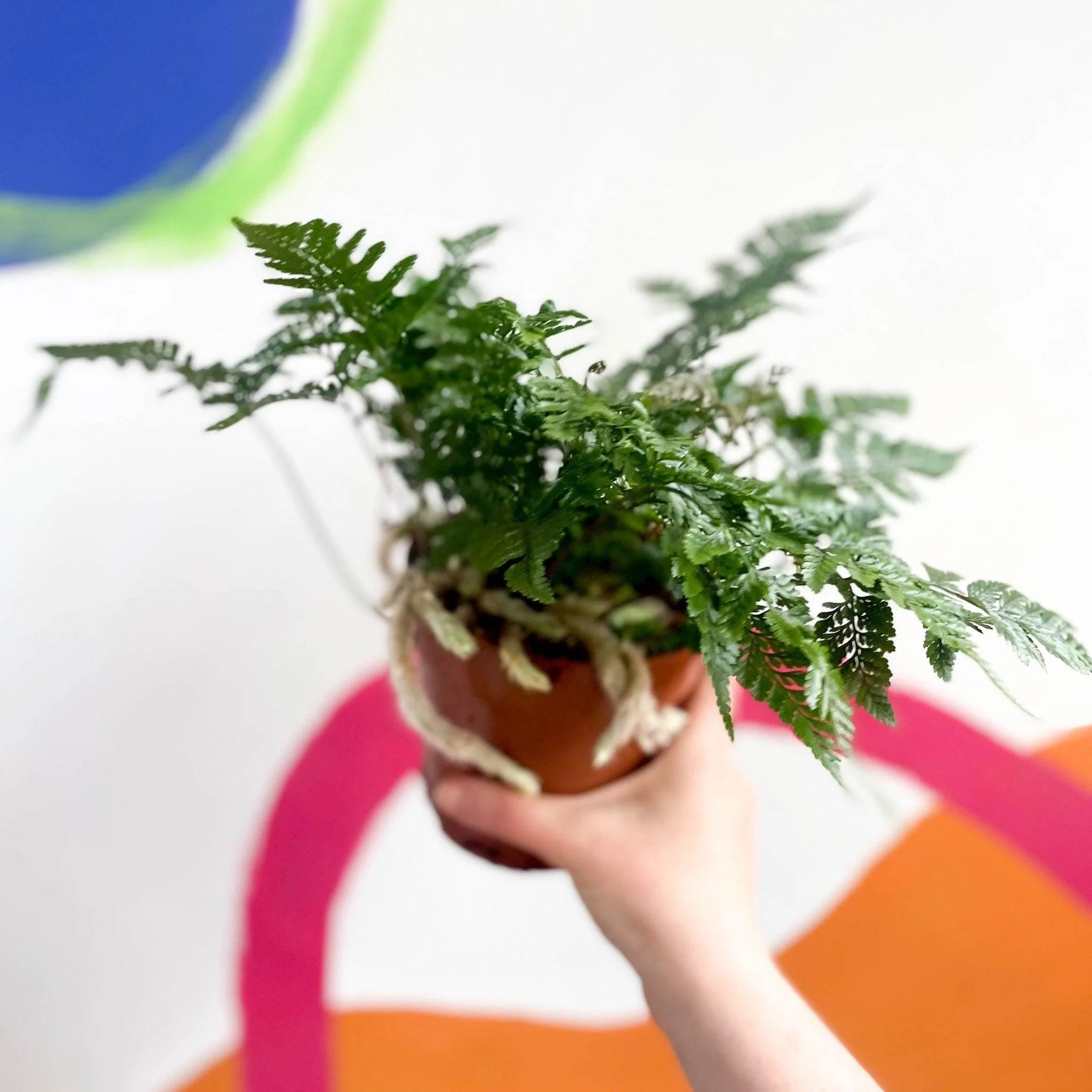 Humata tyermannii - Rabbit Foot Fern - Image 3