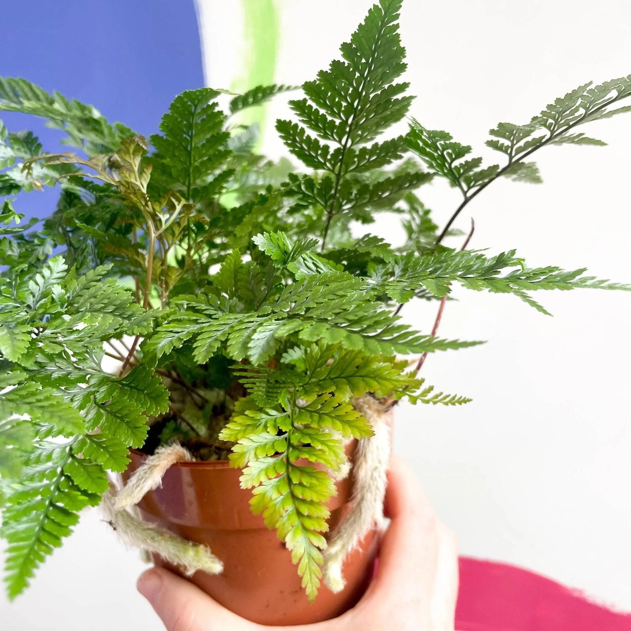 Humata tyermannii - Rabbit Foot Fern - Image 4