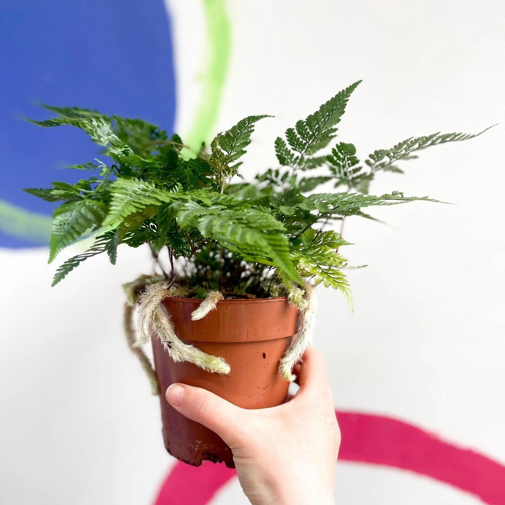 Humata tyermannii - Rabbit Foot Fern - Image 5