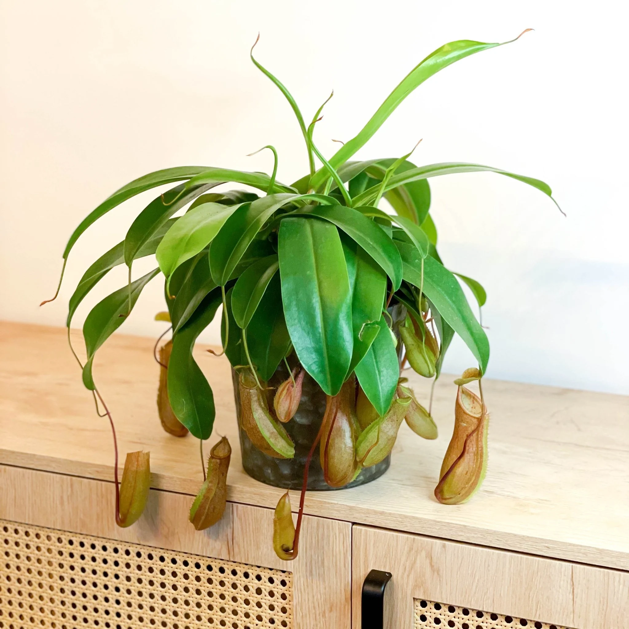 Nepenthes ‘Alata’ – Tropical Pitcher Plant