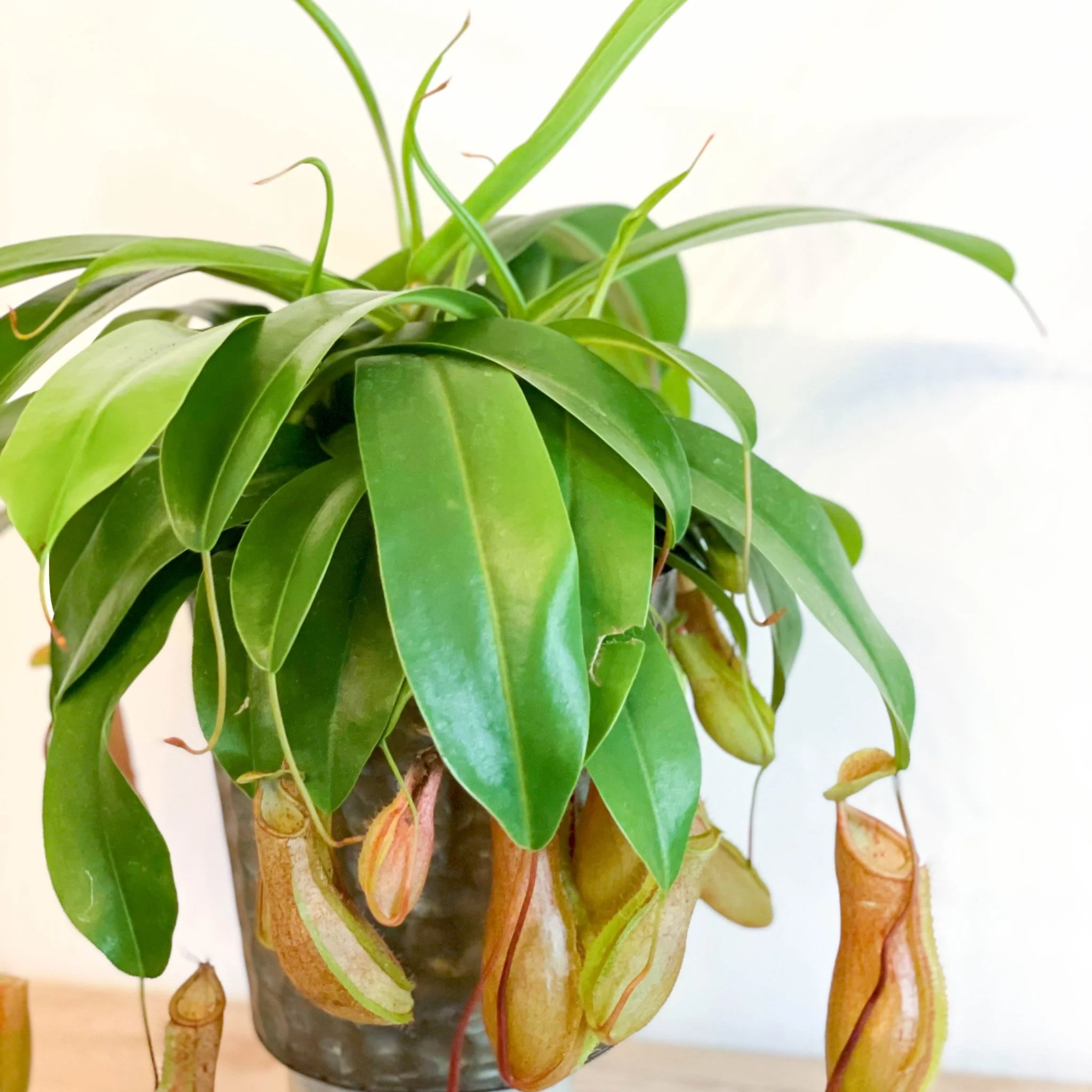 Nepenthes ‘Alata’ – Tropical Pitcher Plant - Image 2