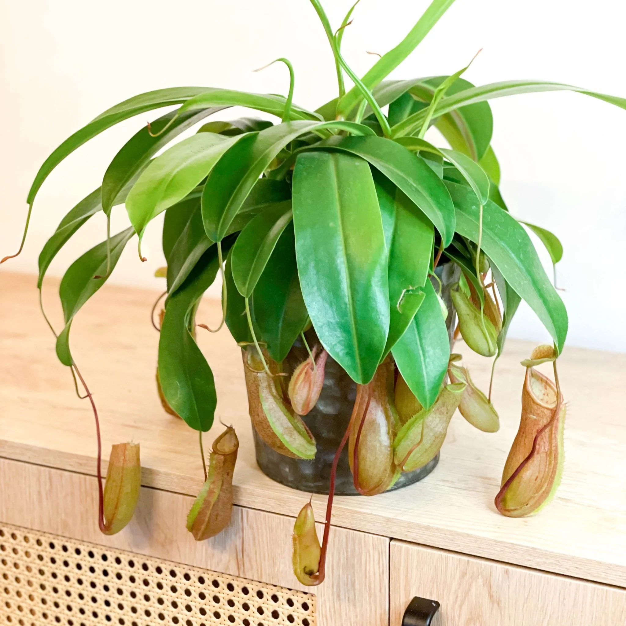 Nepenthes ‘Alata’ – Tropical Pitcher Plant - Image 3