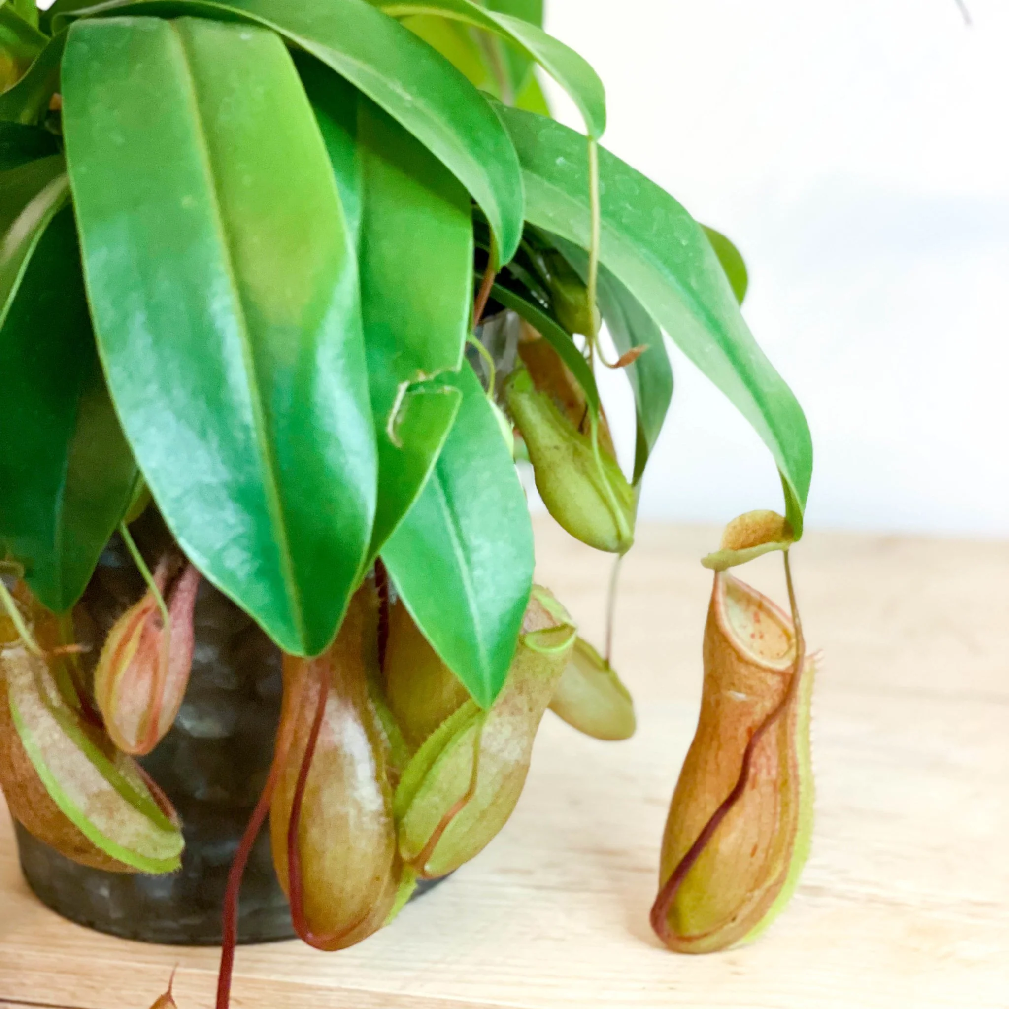 Nepenthes ‘Alata’ – Tropical Pitcher Plant - Image 4