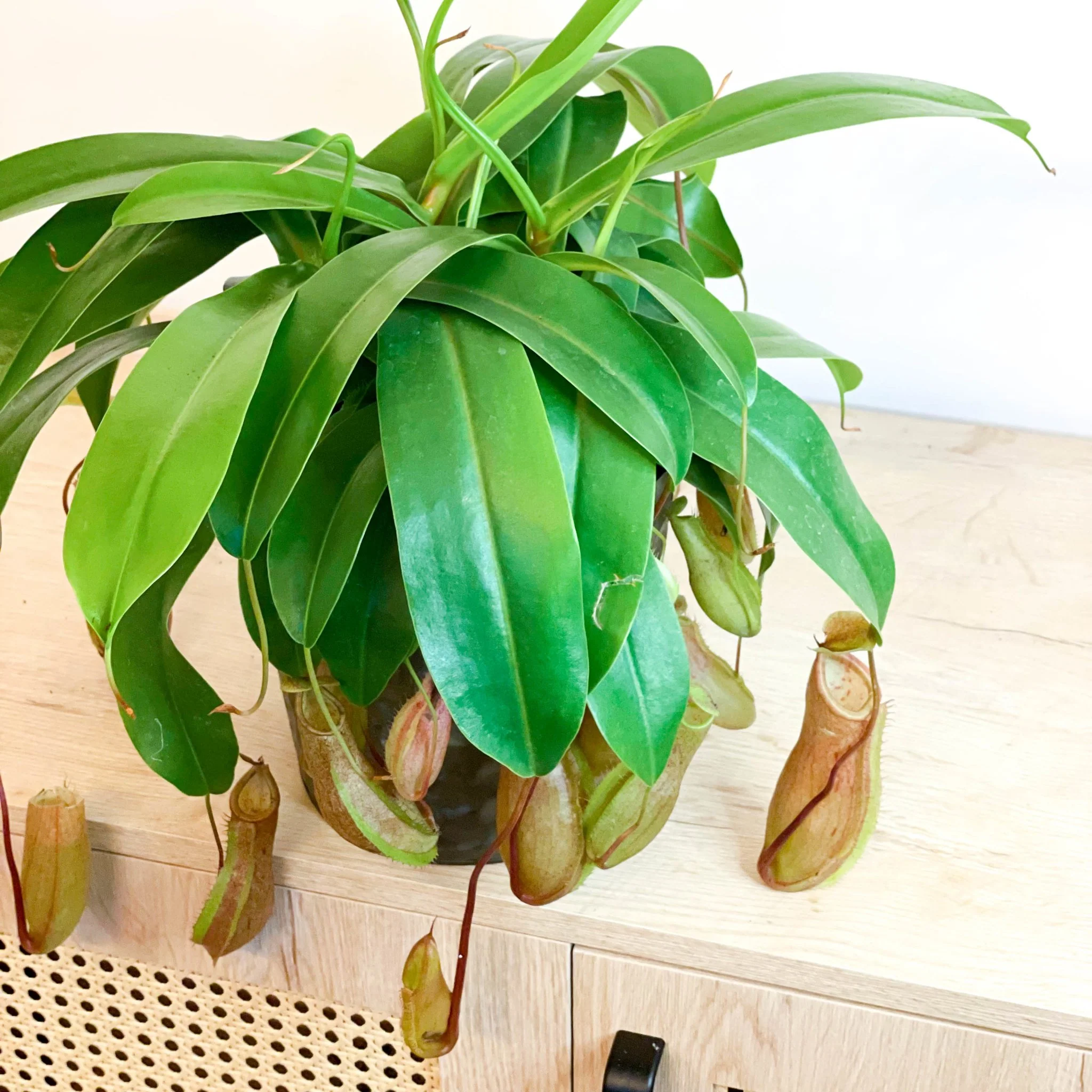 Nepenthes ‘Alata’ – Tropical Pitcher Plant - Image 5