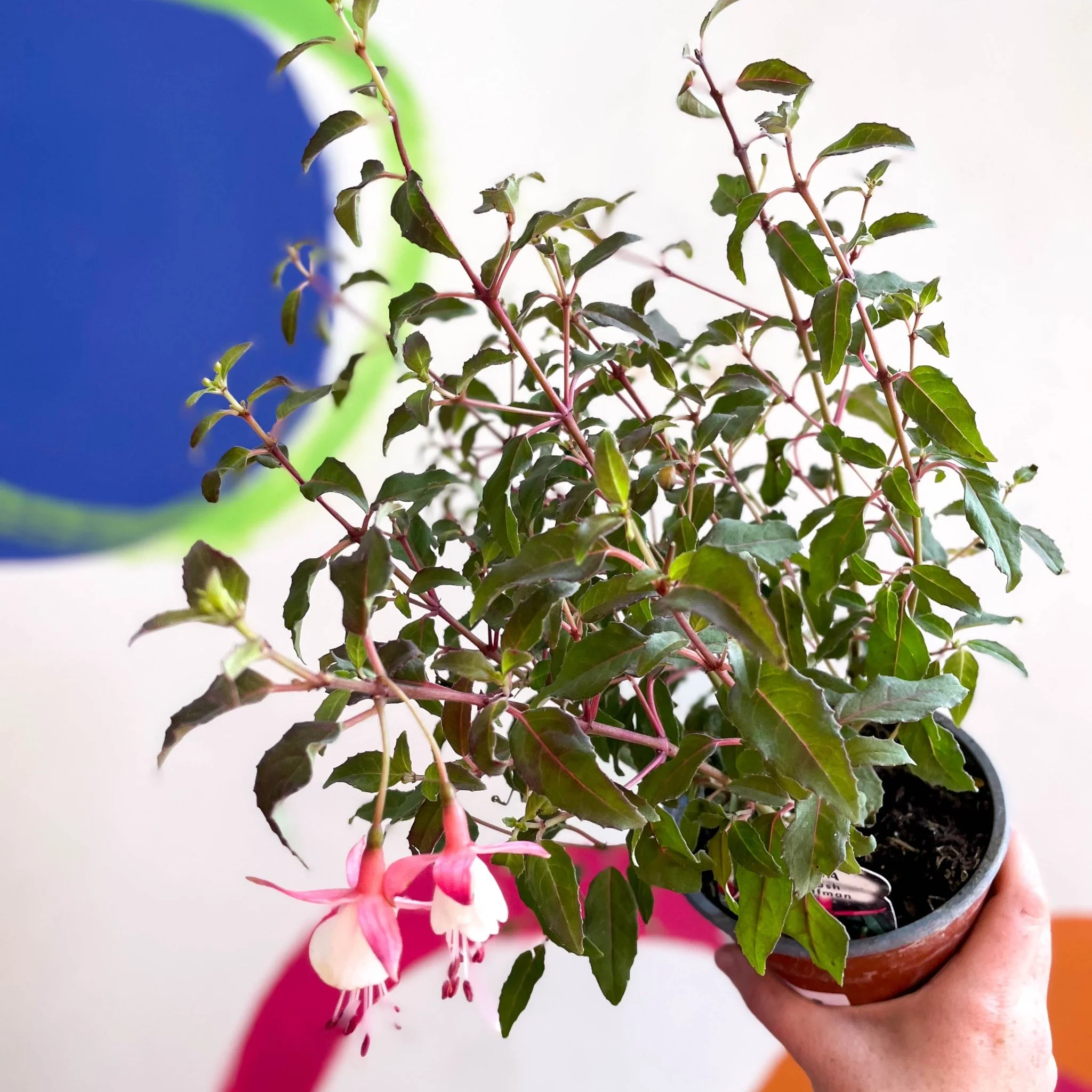 Hardy Fuchsia Bush - Fuchsia 'Alice Hoffman' - British Grown