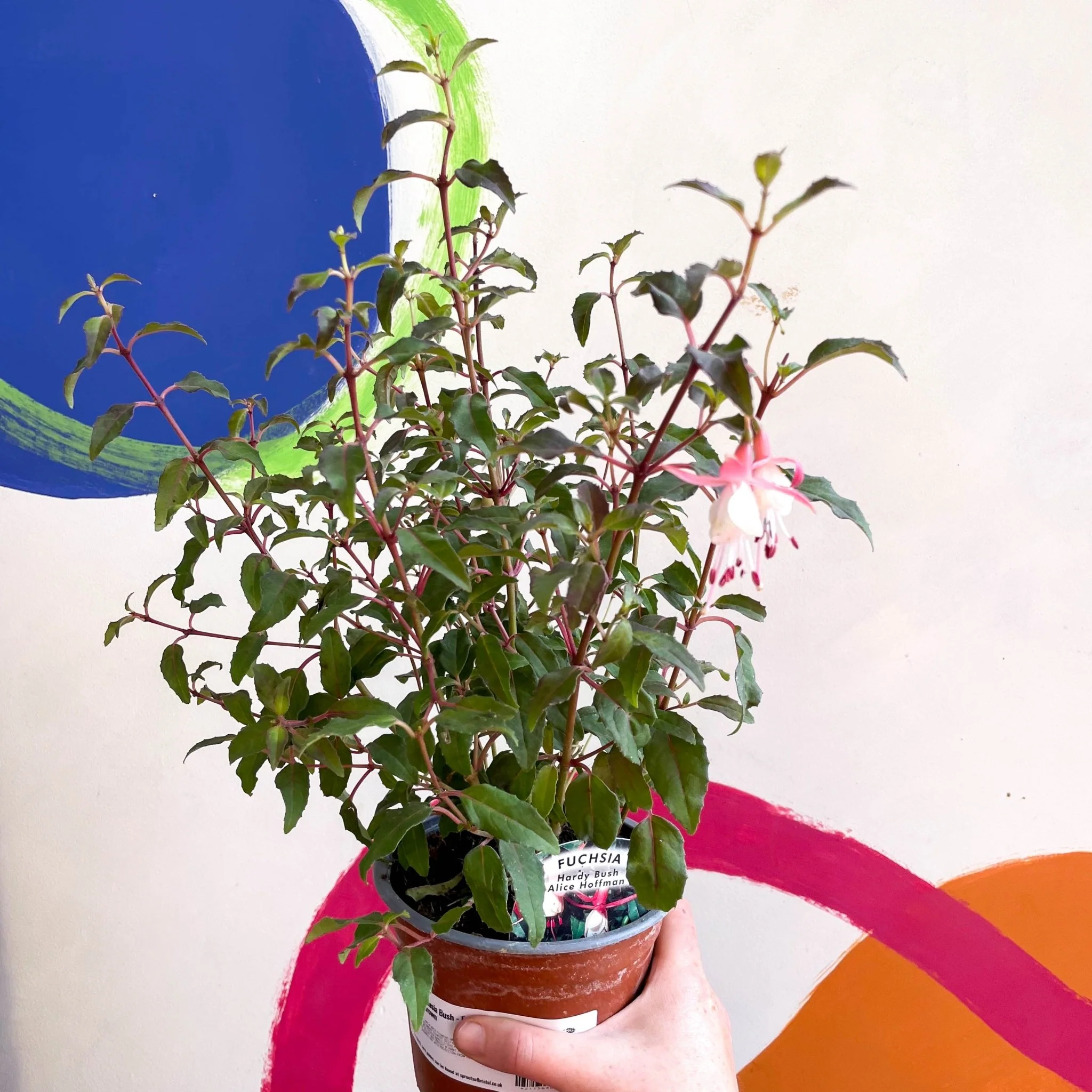 Hardy Fuchsia Bush - Fuchsia 'Alice Hoffman' - British Grown - Image 2
