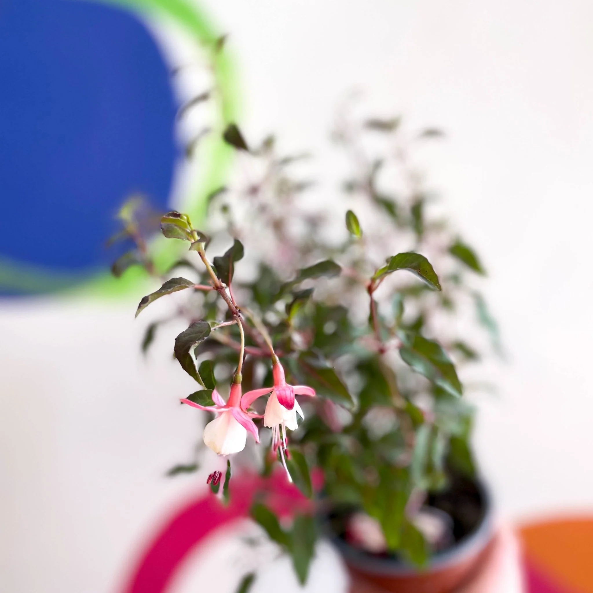 Hardy Fuchsia Bush - Fuchsia 'Alice Hoffman' - British Grown - Image 3