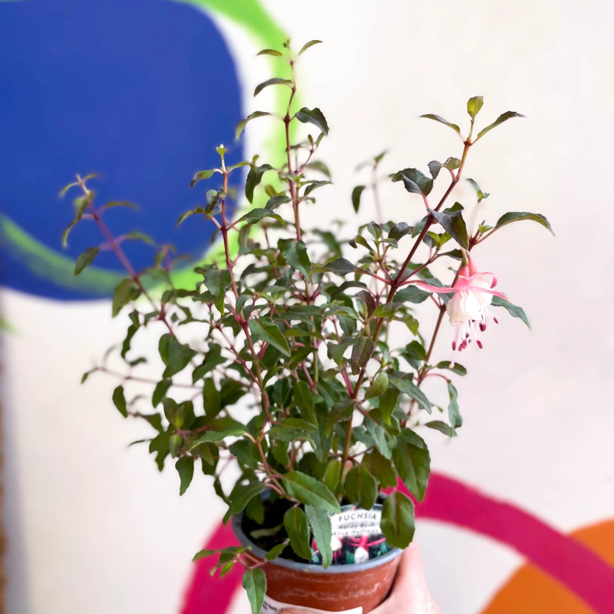 Hardy Fuchsia Bush - Fuchsia 'Alice Hoffman' - British Grown - Image 5