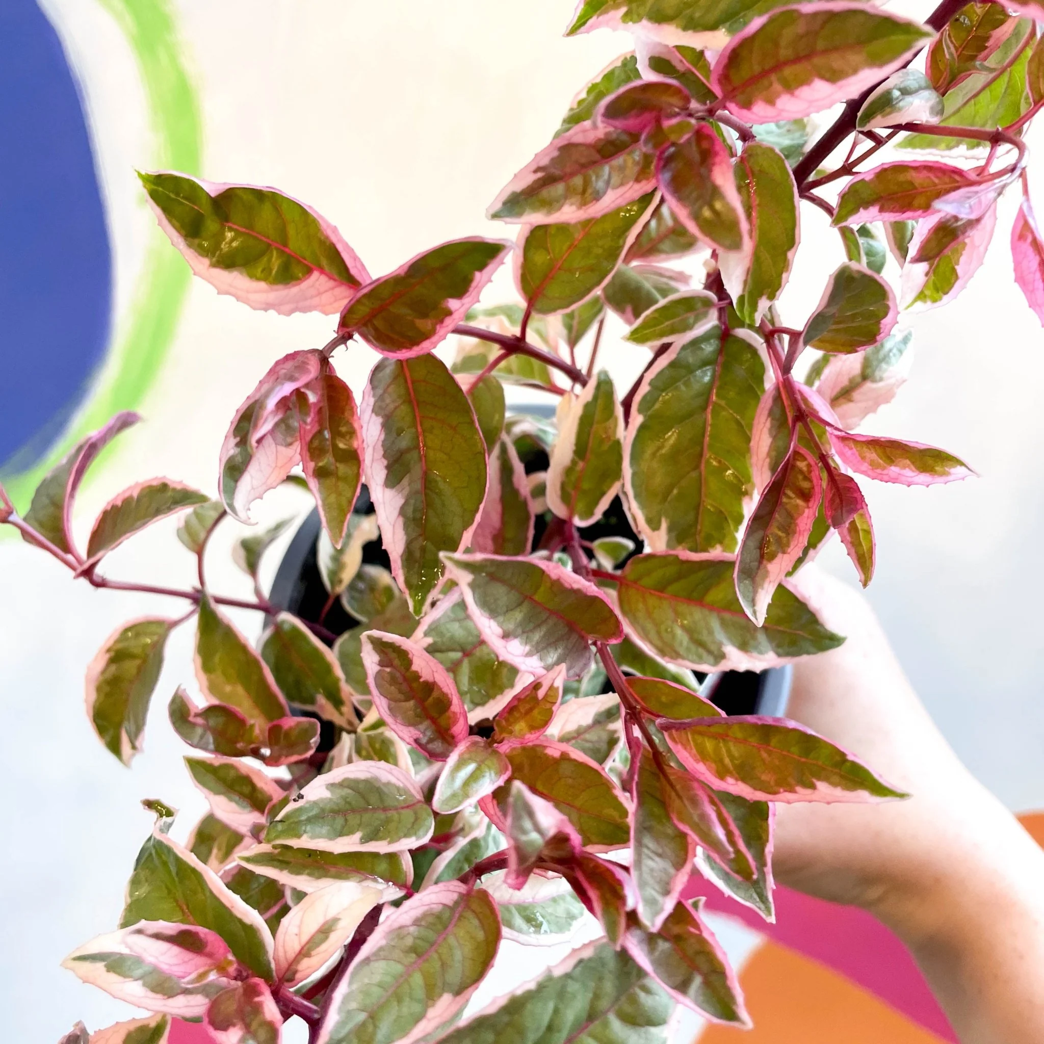 Variegated Hardy Fuchsia Bush - Fuchsia 'Tom West' - British Grown