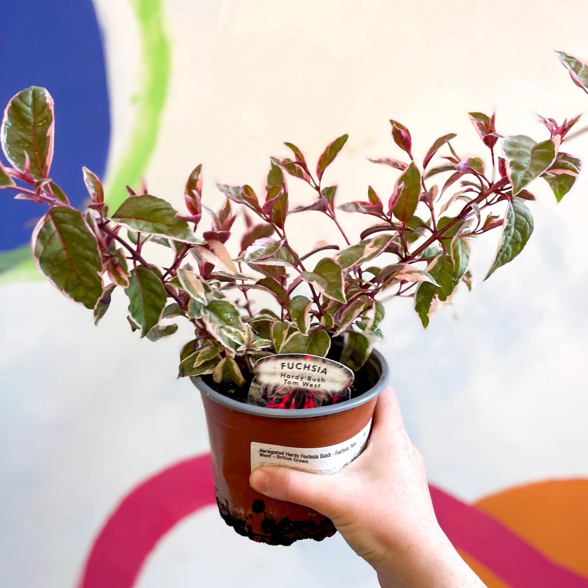 Variegated Hardy Fuchsia Bush - Fuchsia 'Tom West' - British Grown - Image 2