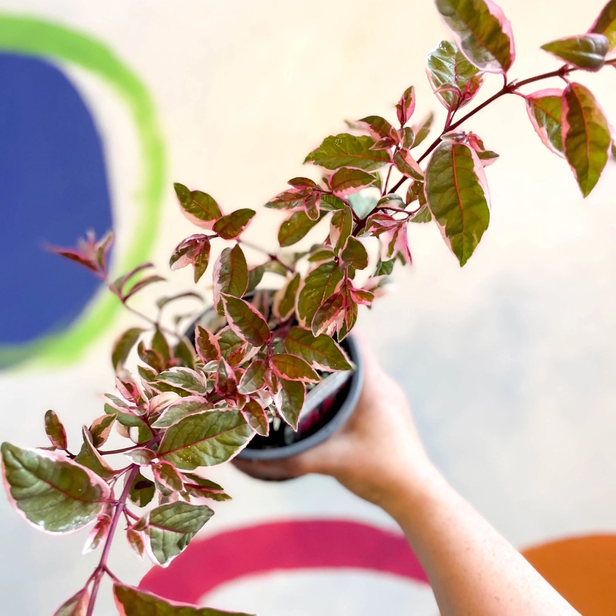 Variegated Hardy Fuchsia Bush - Fuchsia 'Tom West' - British Grown - Image 3
