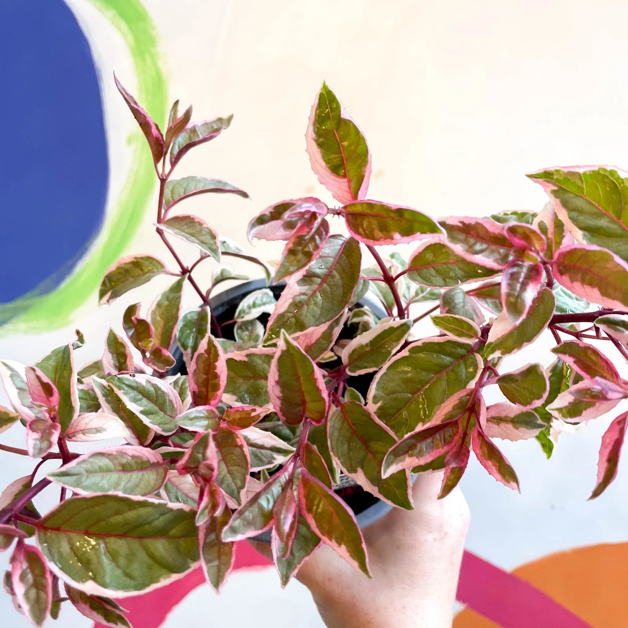 Variegated Hardy Fuchsia Bush - Fuchsia 'Tom West' - British Grown - Image 4