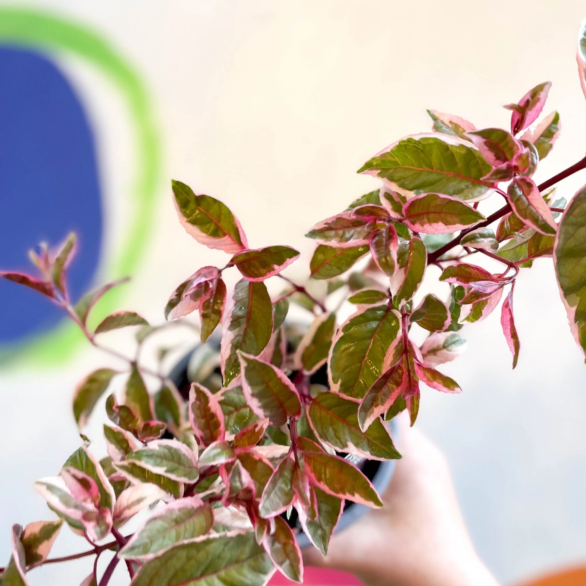 Variegated Hardy Fuchsia Bush - Fuchsia 'Tom West' - British Grown - Image 6