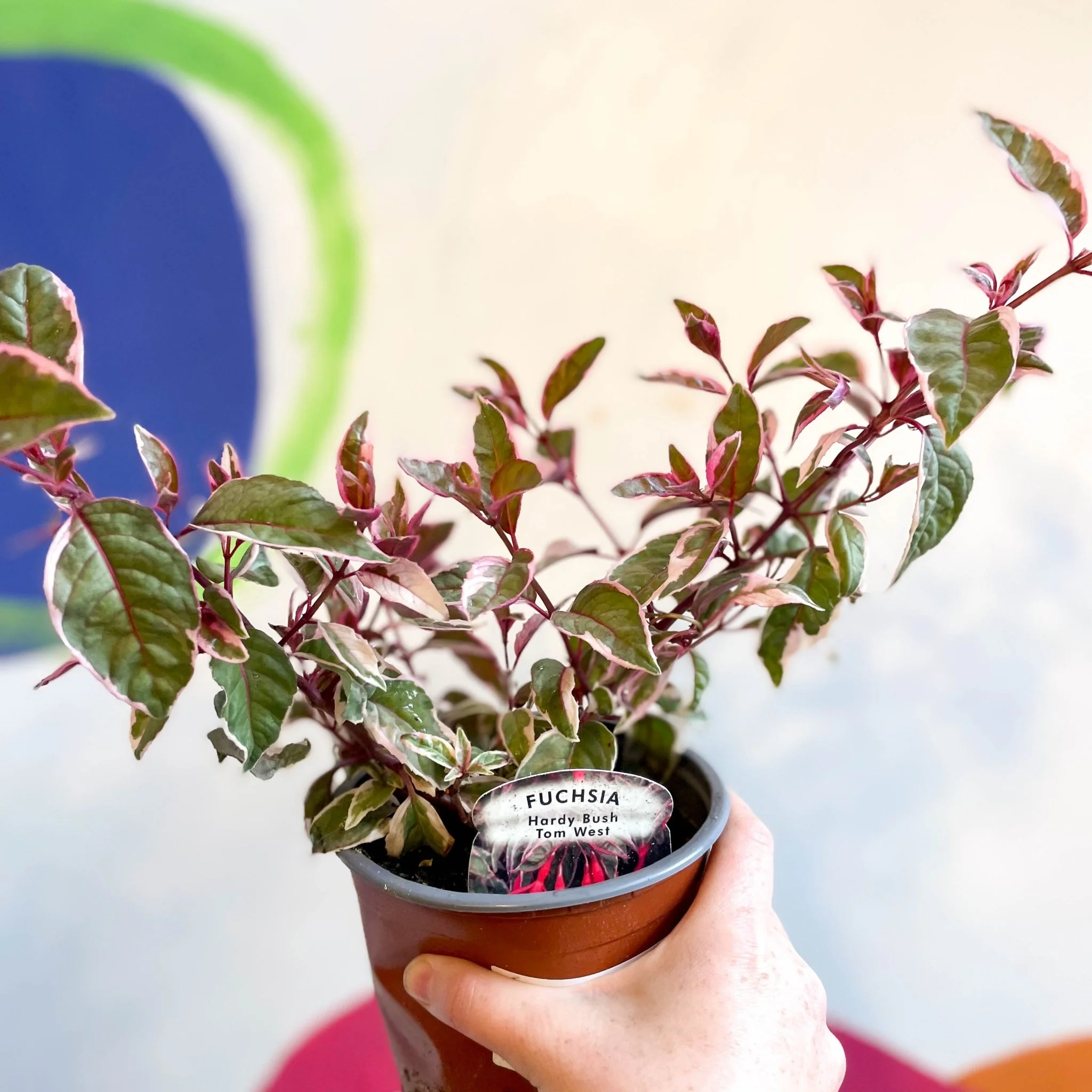 Variegated Hardy Fuchsia Bush - Fuchsia 'Tom West' - British Grown - Image 7