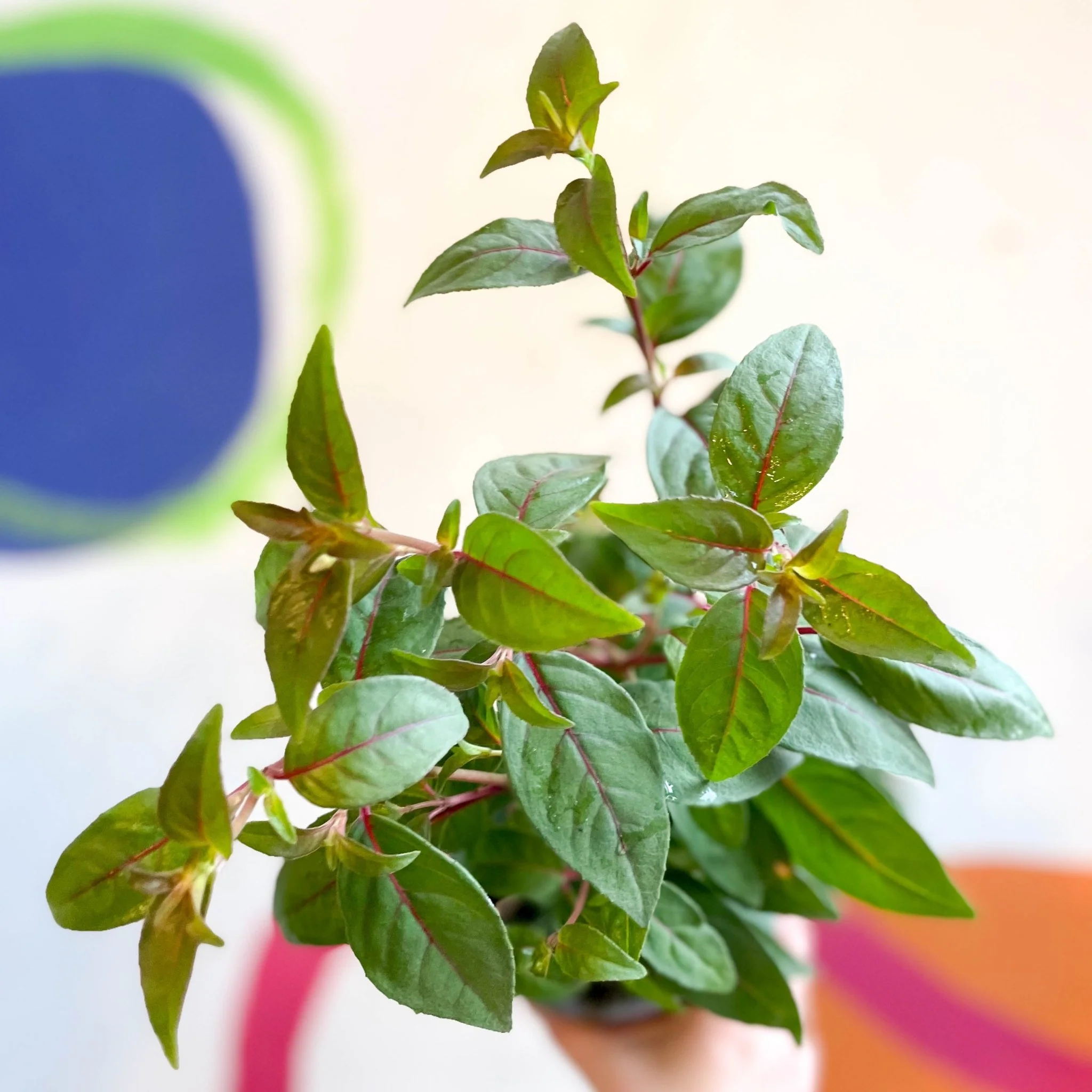 Hardy Fuchsia Bush - Fuchsia 'Brutus' - British Grown