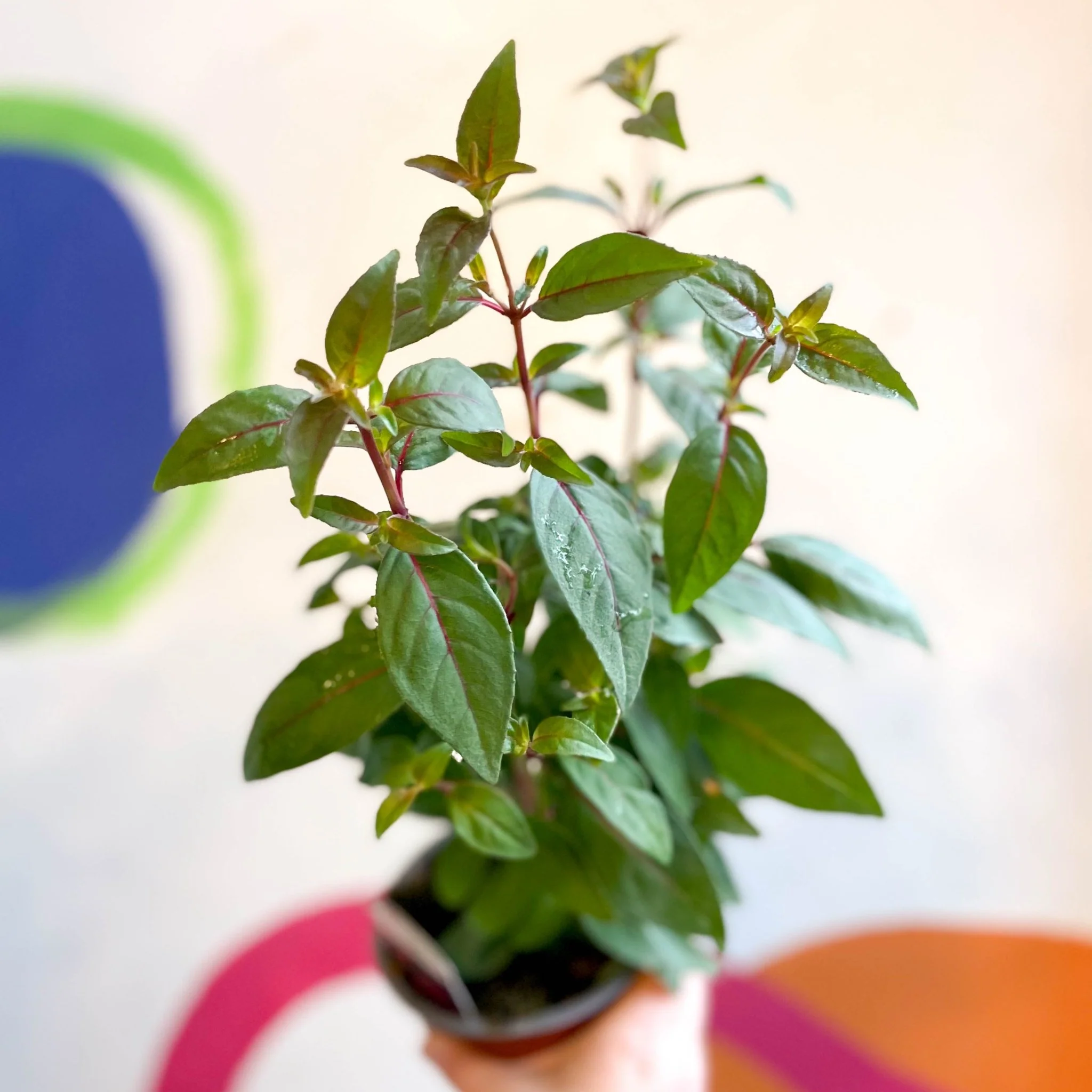 Hardy Fuchsia Bush - Fuchsia 'Brutus' - British Grown - Image 6