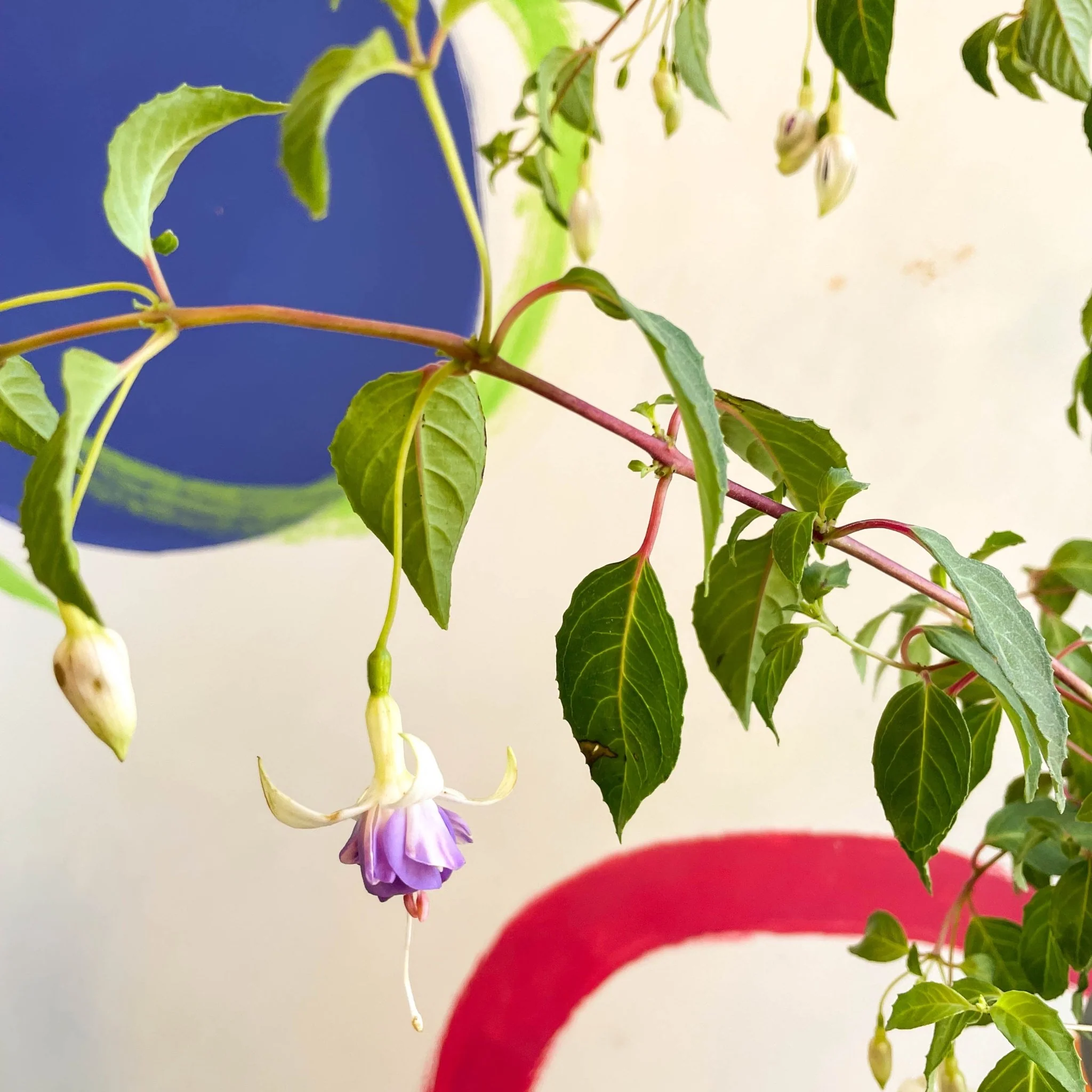 Hardy Fuchsia Bush - Fuchsia 'Delta's Sara' [British Grown]