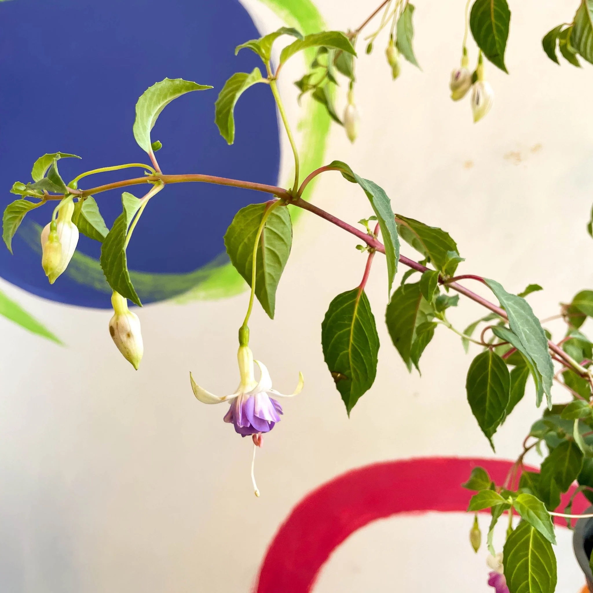 Hardy Fuchsia Bush - Fuchsia 'Delta's Sara' [British Grown] - Image 3