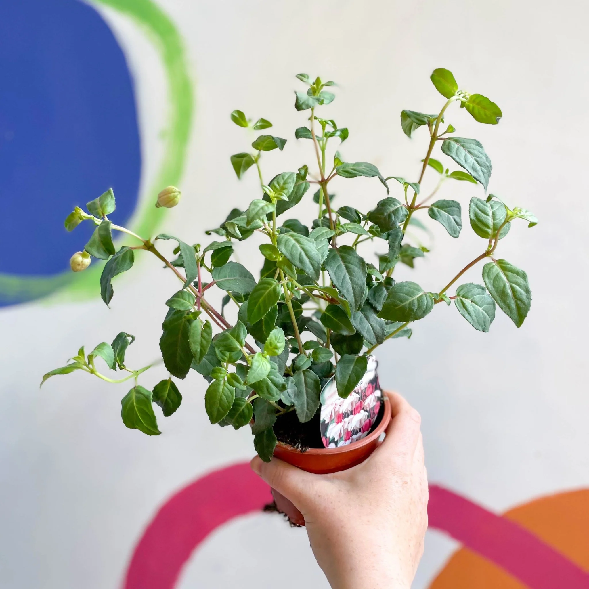 Fuchsia 'Spion Kop' - Upright Fuchsia - British Grown - Image 2