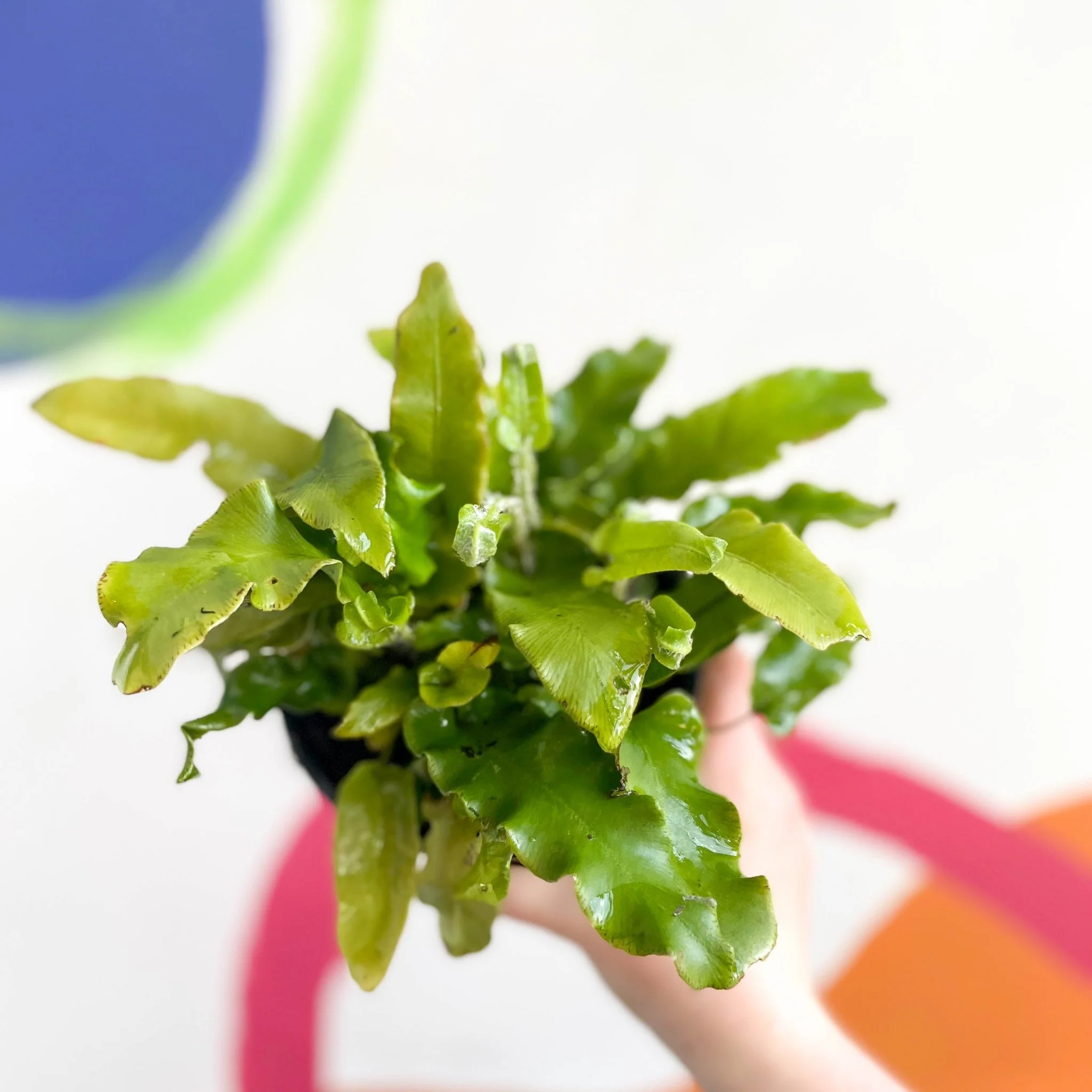 Hart's Tongue Fern - Asplenium scolopendrium - British Grown - Hardy Evergreen Fern