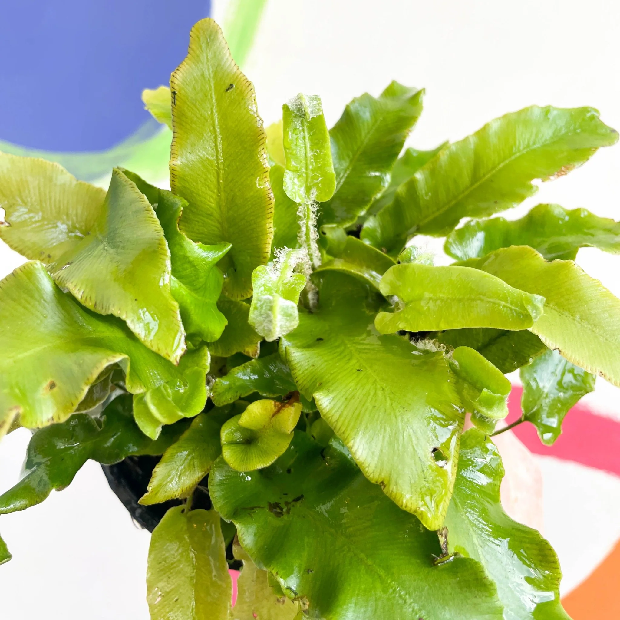 Hart's Tongue Fern - Asplenium scolopendrium - British Grown - Hardy Evergreen Fern - Image 2