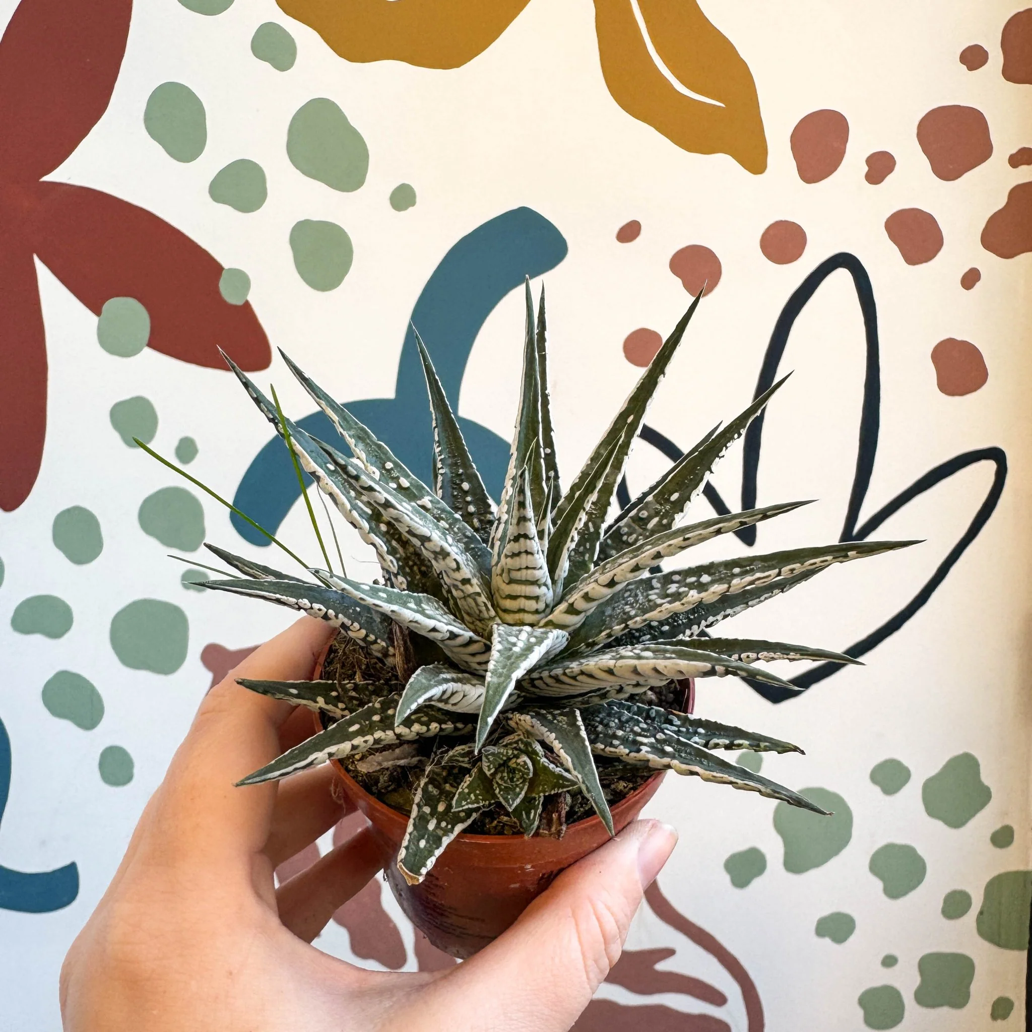 Haworthia fasciata 'Alba' – Zebra Haworthia