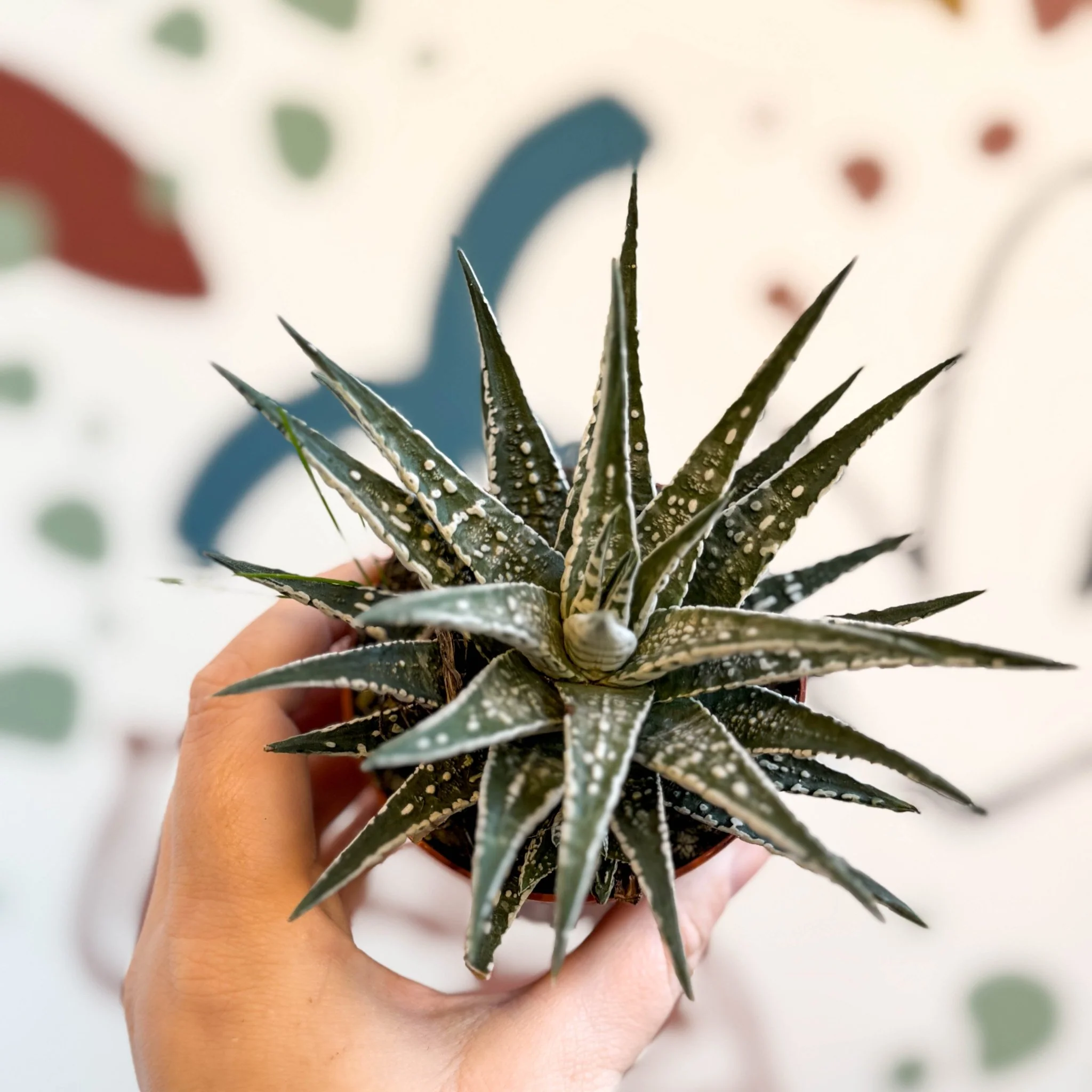Haworthia fasciata 'Alba' – Zebra Haworthia - Image 2